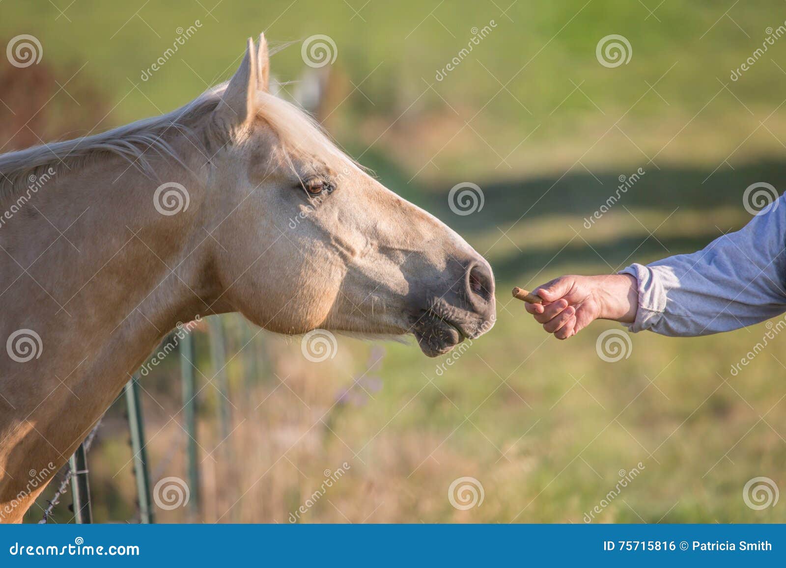 man feeding horse a treat