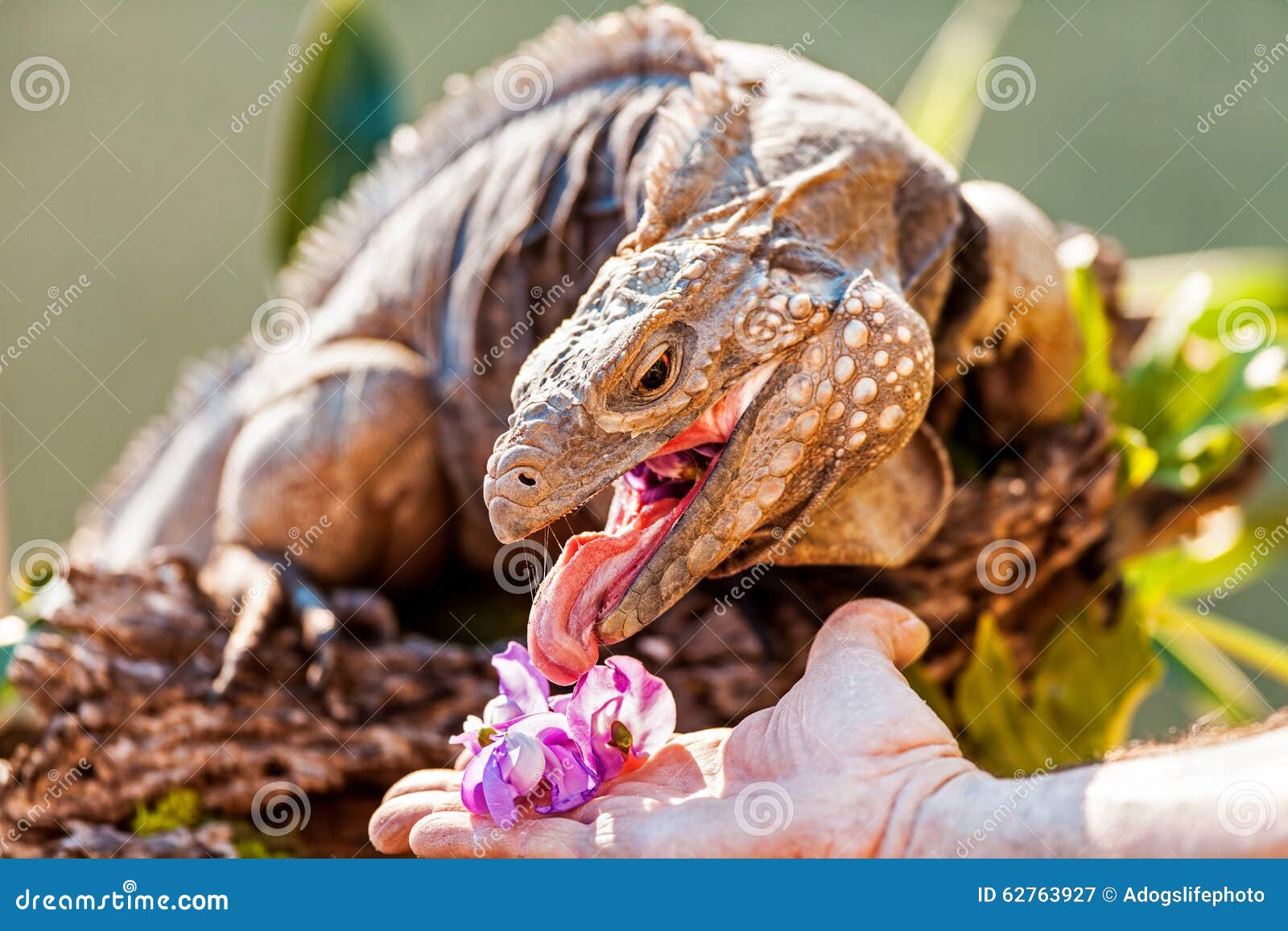 Man Feeding Orchids To Blue Iguana Stock Image - Image of iguana, cropped:  62763927