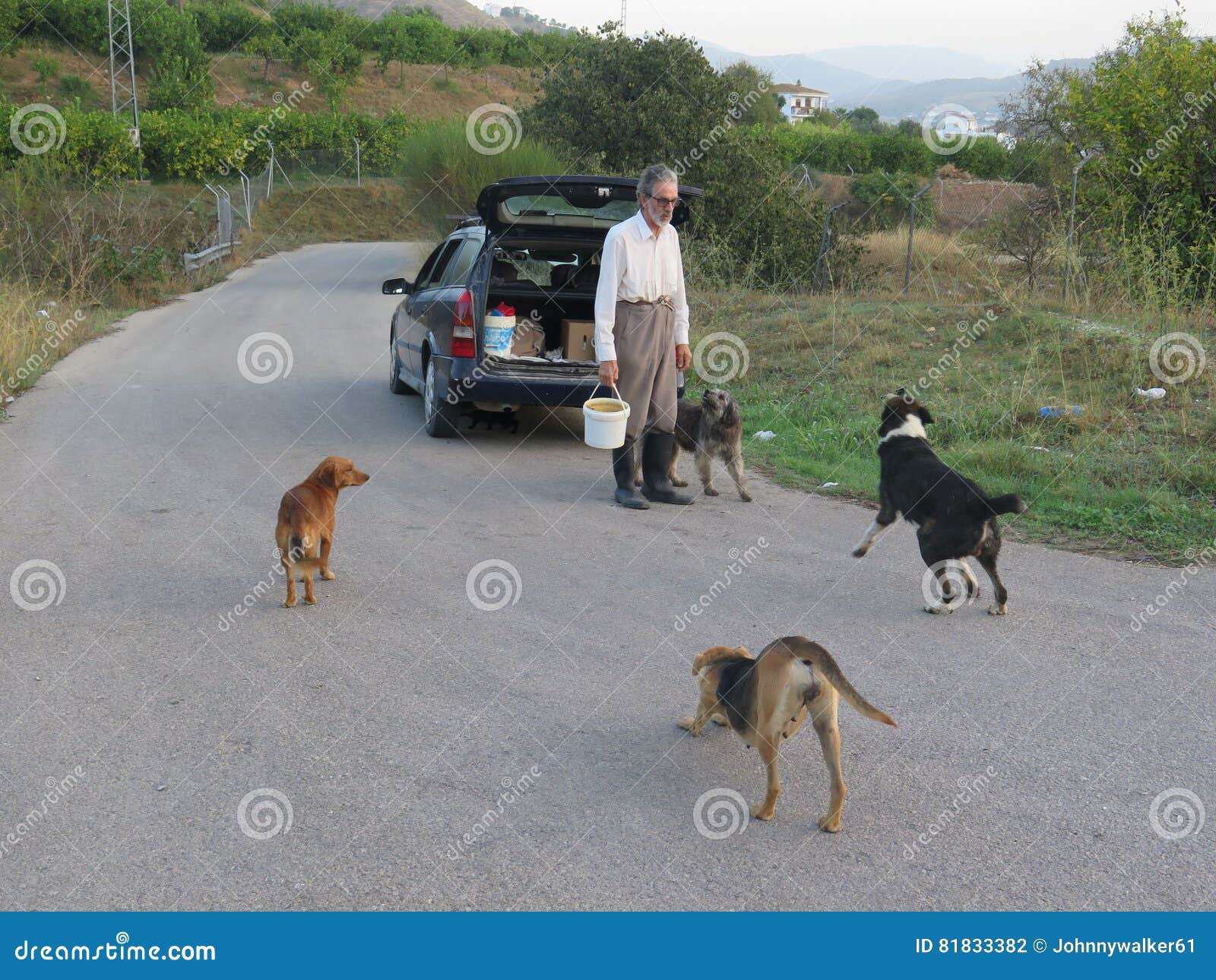feeding stray dogs download feeding stray dogs download
