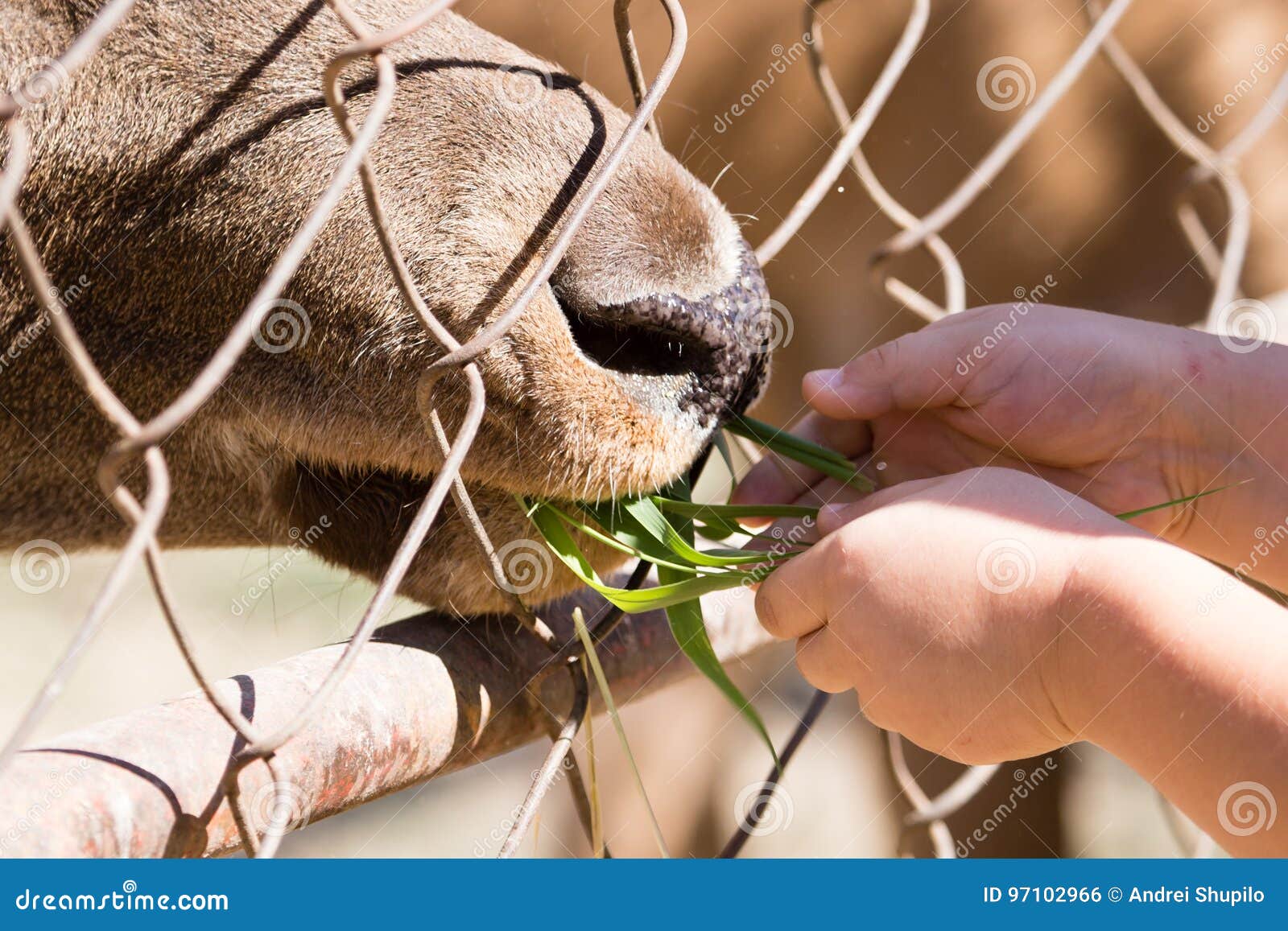 Man Feeds the Animal Behind the Fence at the Zoo Stock Photo - Image of