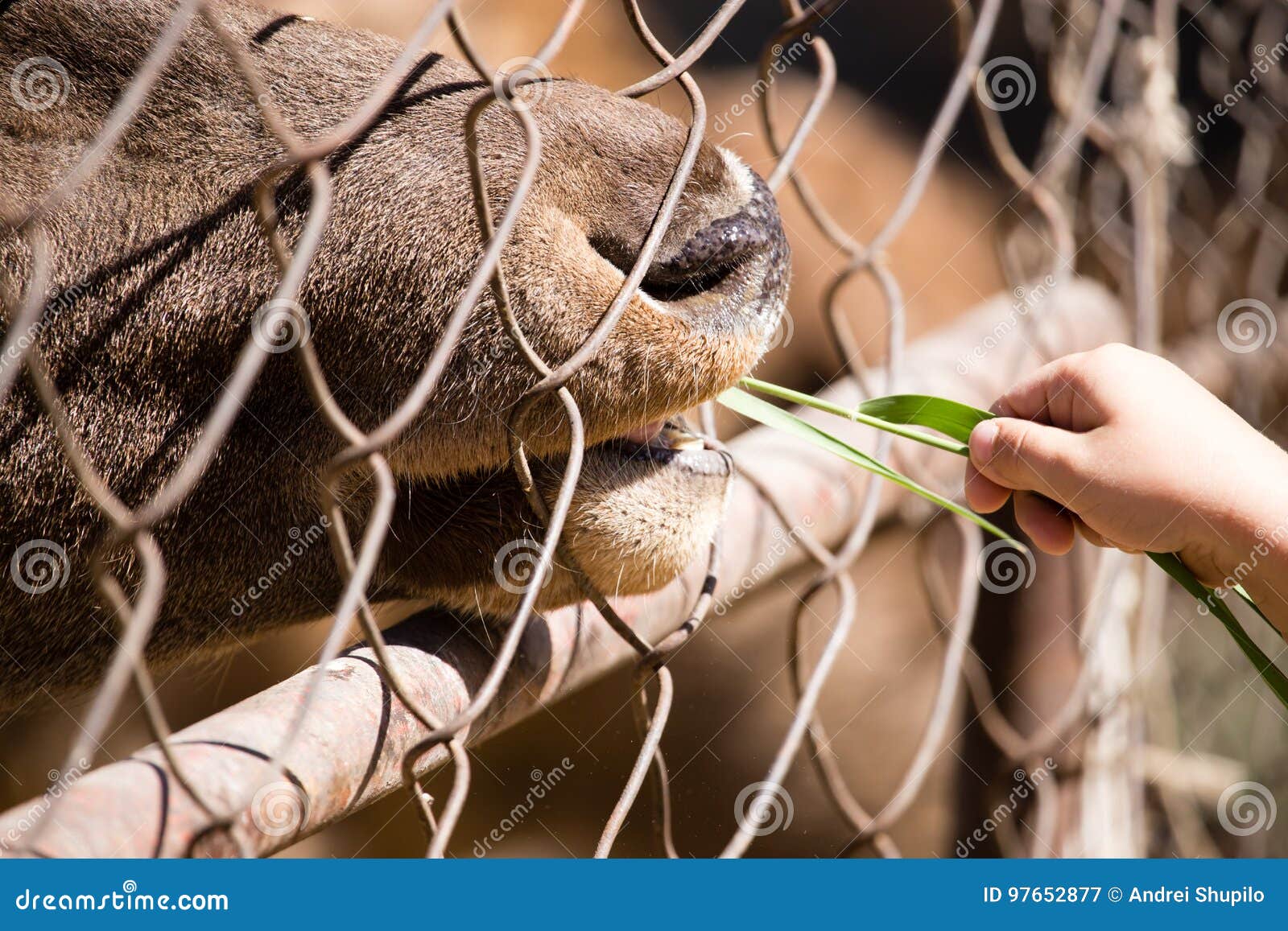 Man Feeds the Animal Behind the Fence at the Zoo Stock Image - Image of