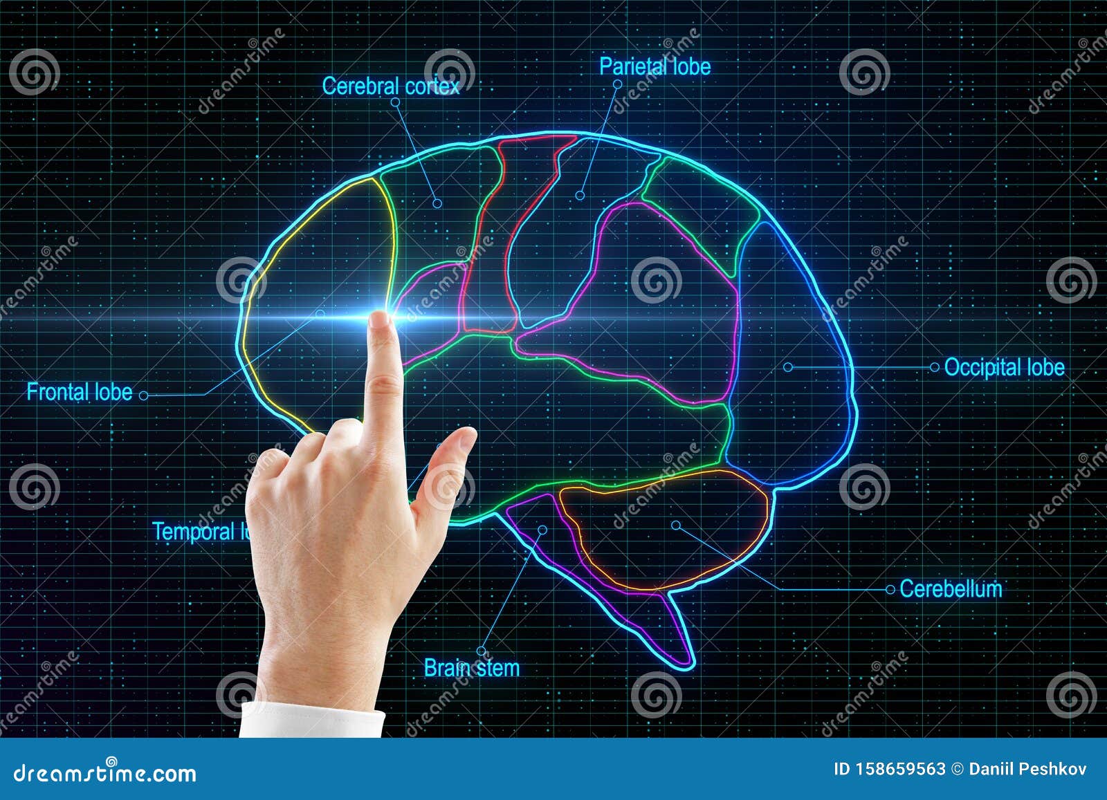 man finger touching digital human brain