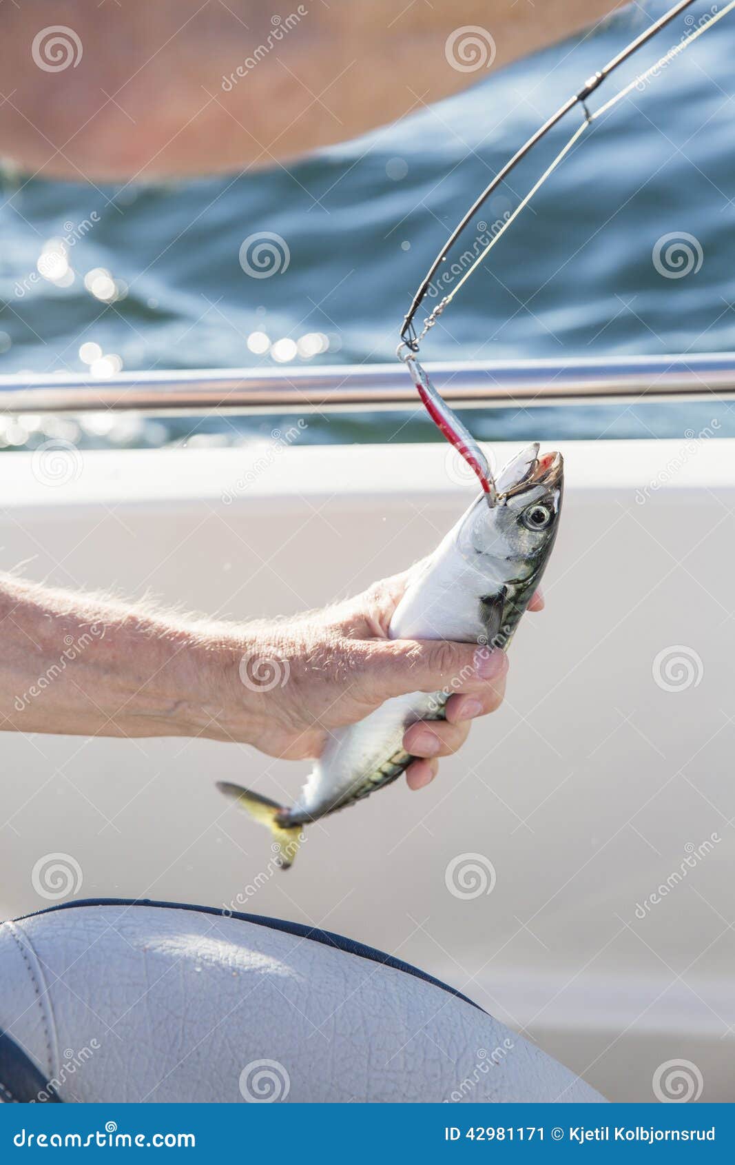 Man Fishing Mackerel from Boat at Sea Stock Image - Image of fresh, people:  42981171