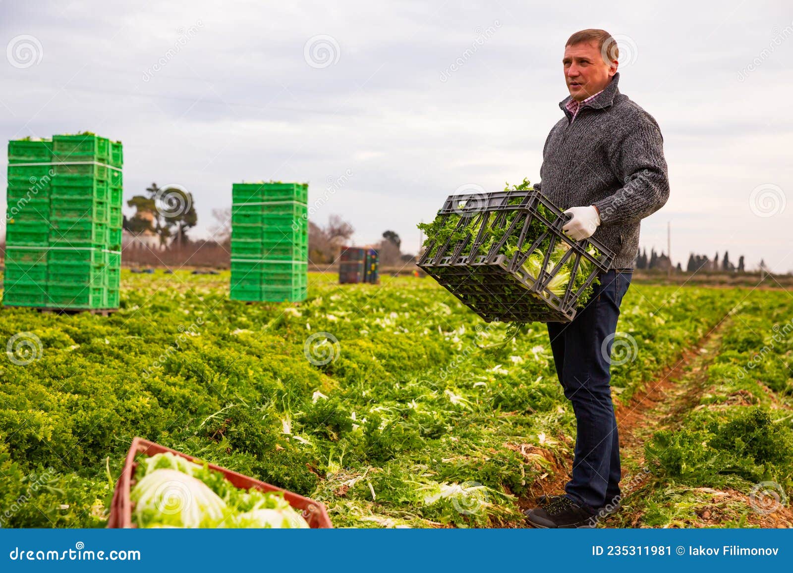 man gardener holding crate with harvest of lechuga