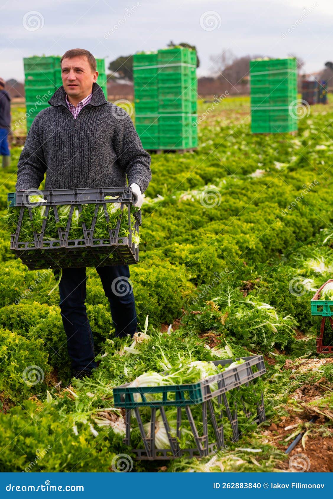 man gardener holding crate with harvest of lechuga