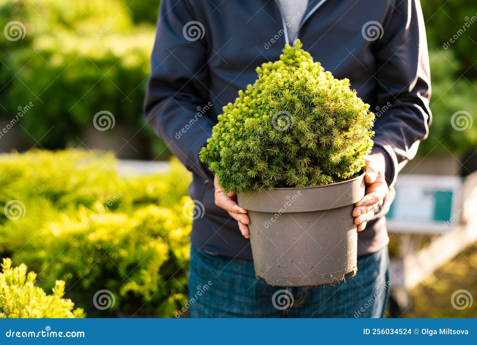 Man Gardener Shopping in Garden Center, Buying Dwarf Conifer Plants in