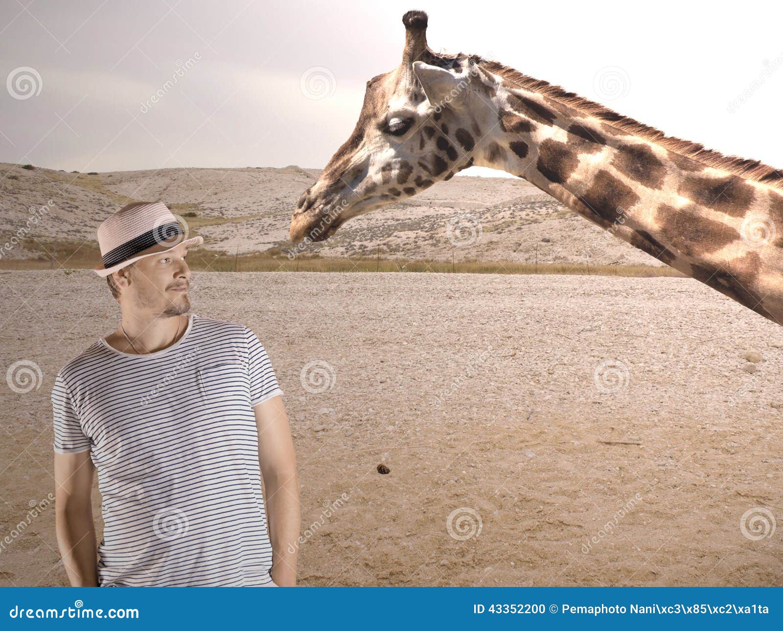 Man and Giraffe stock photo. Image of giraffe, leghorn 43352200
