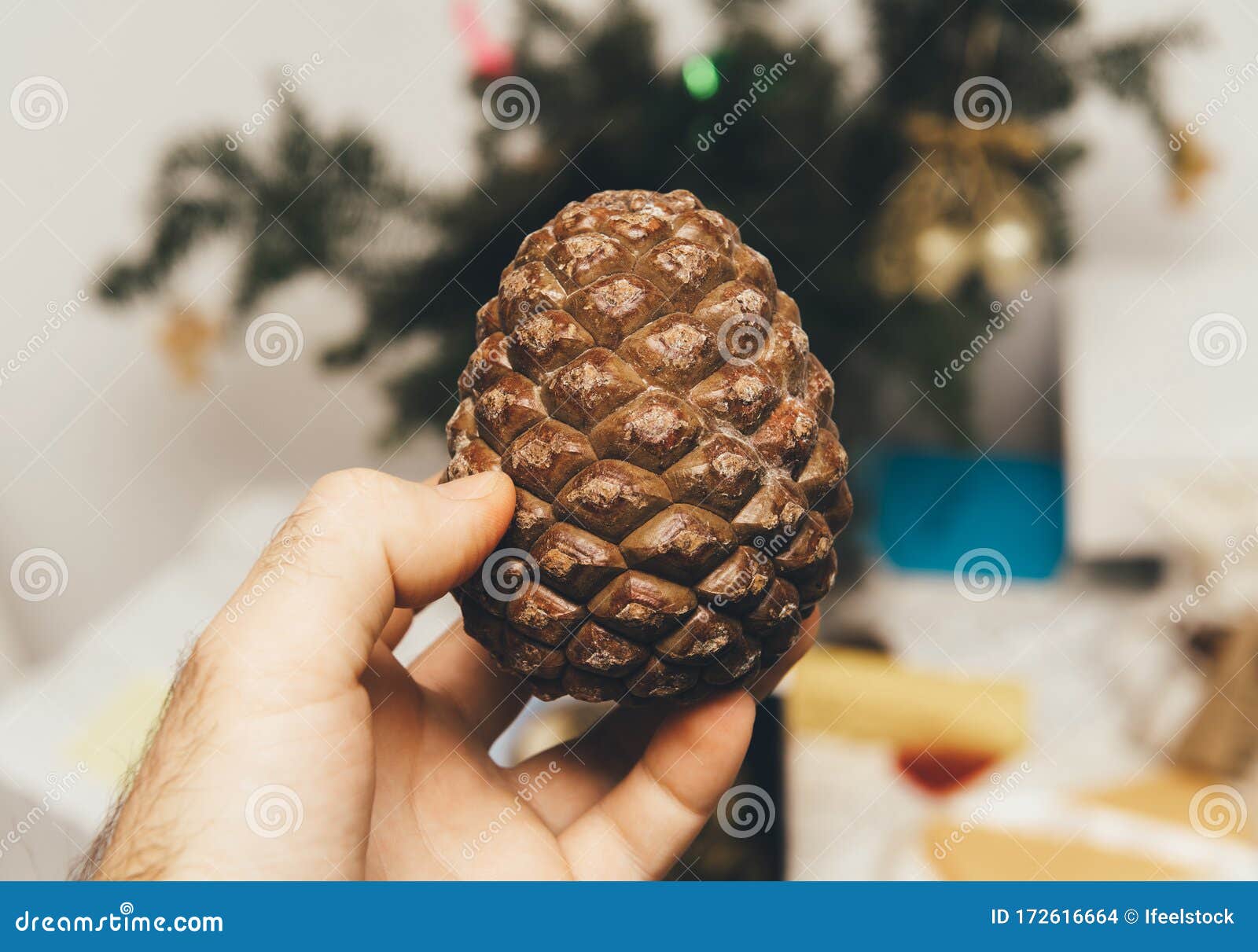 The Edible Pine Cone Fruit Of Araucaria Brasiliensis, Not Yet Ripe. Stock Photo CartoonDealer