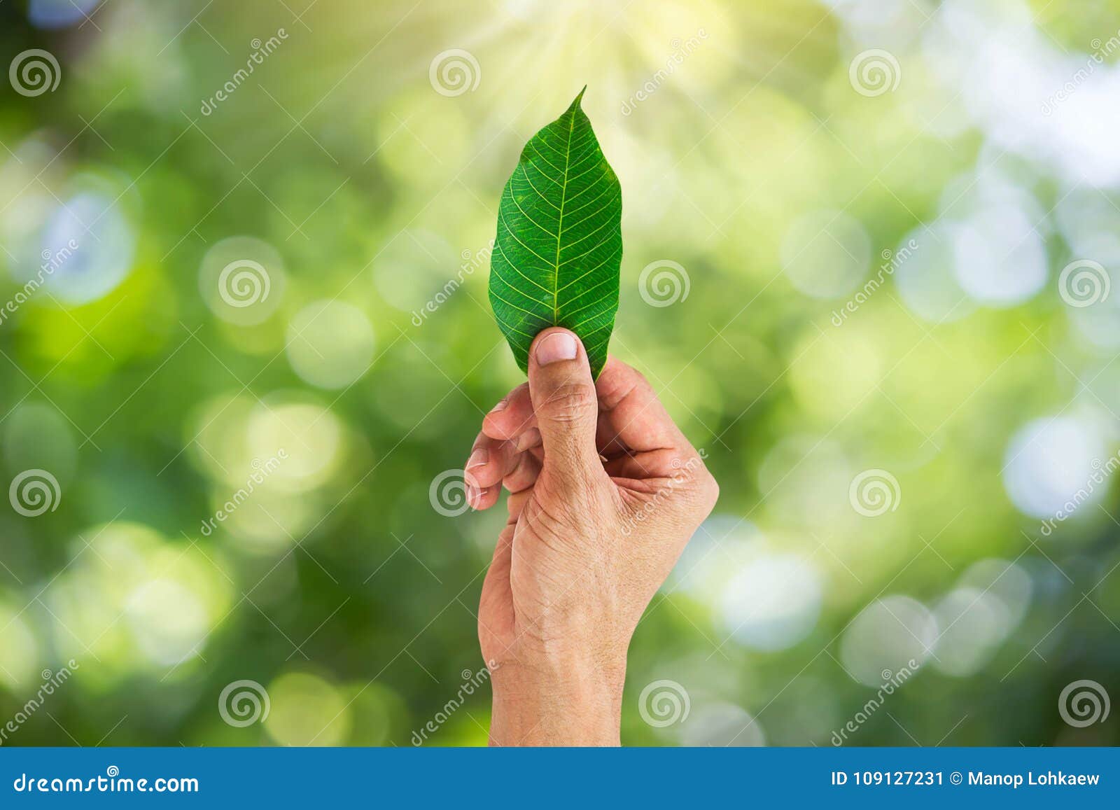 Man Hand Holding Green Leaf On Blurred Green Nature Bokeh Background