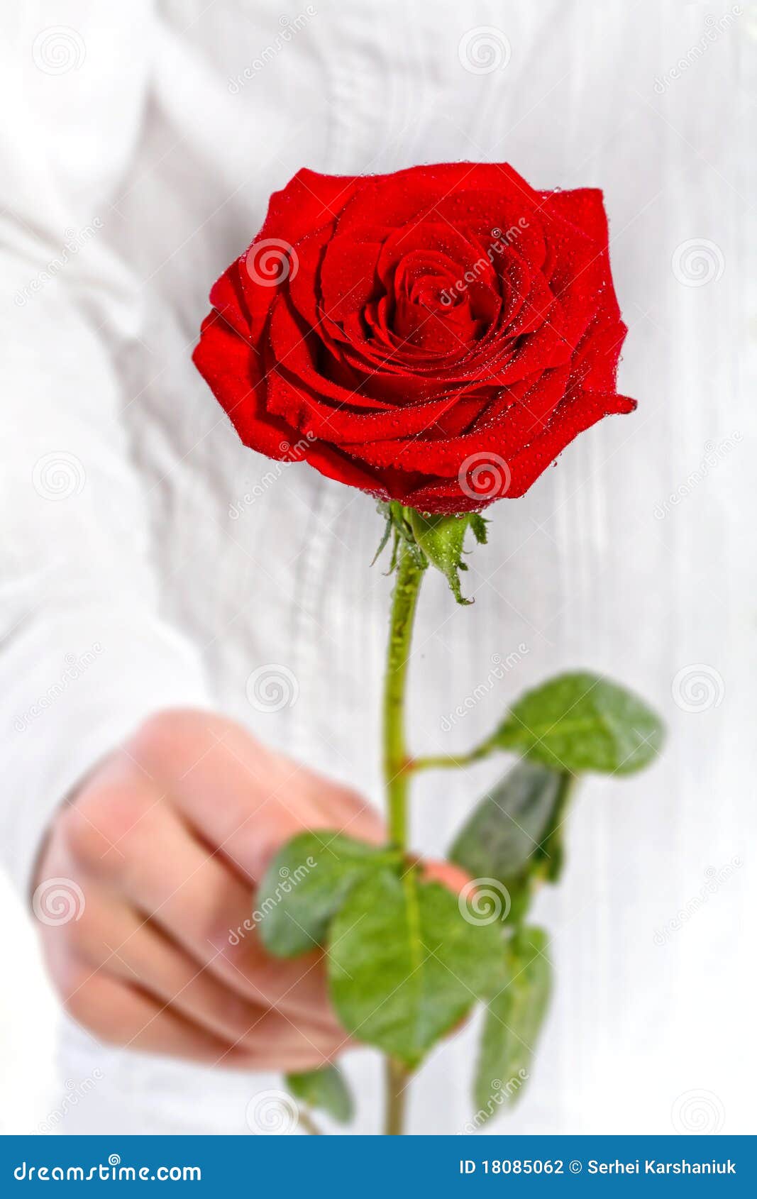 Man Hand Holding One Red Rose Stock Photo - Image of plant, bunch: 18085062