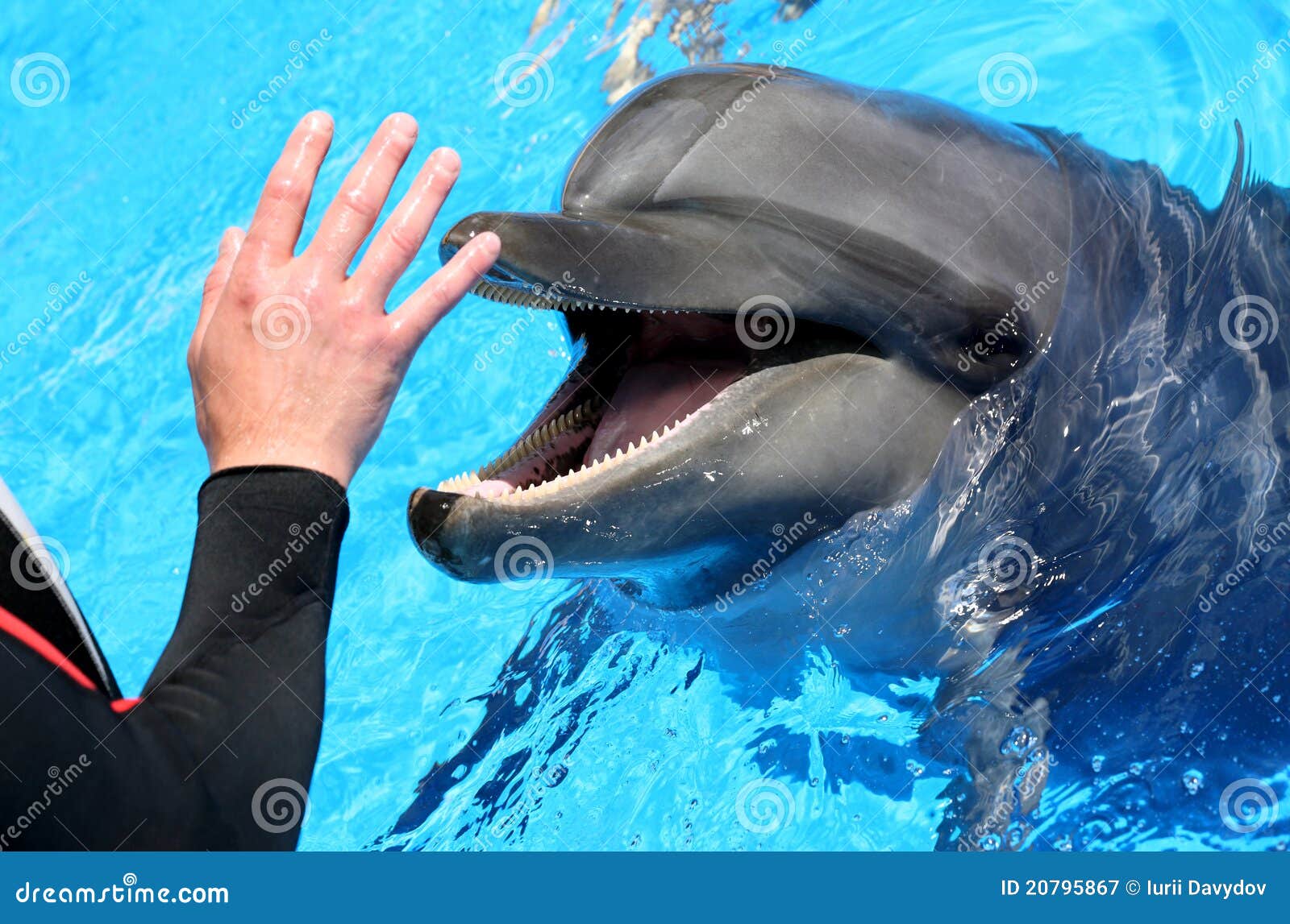 Man hand petting a dolphin stock image. Image of trained 20795867
