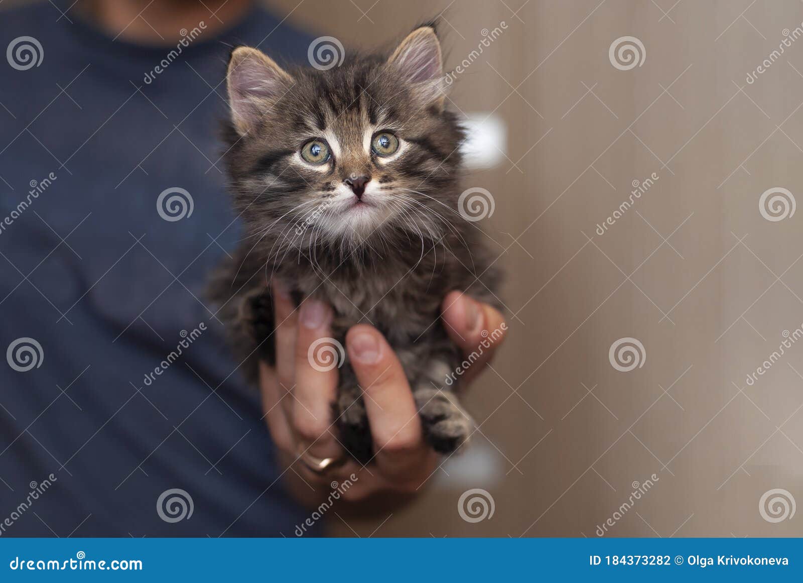 Man Hands Hold Beautiful Cute Little Kitten. Tiny Cat Baby in the Big Male  Hands Looking To the Right Empty Side Stock Photo - Image of gorgeous,  conceptual: 184373282