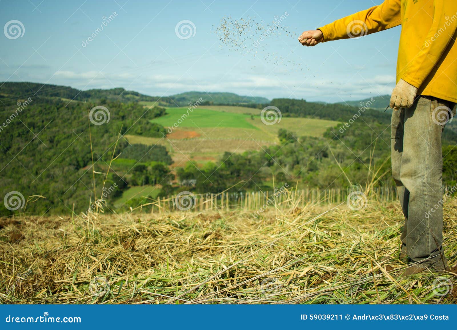 Man Hands Sowing Oat Seeds stock image. Image of rice 59039211