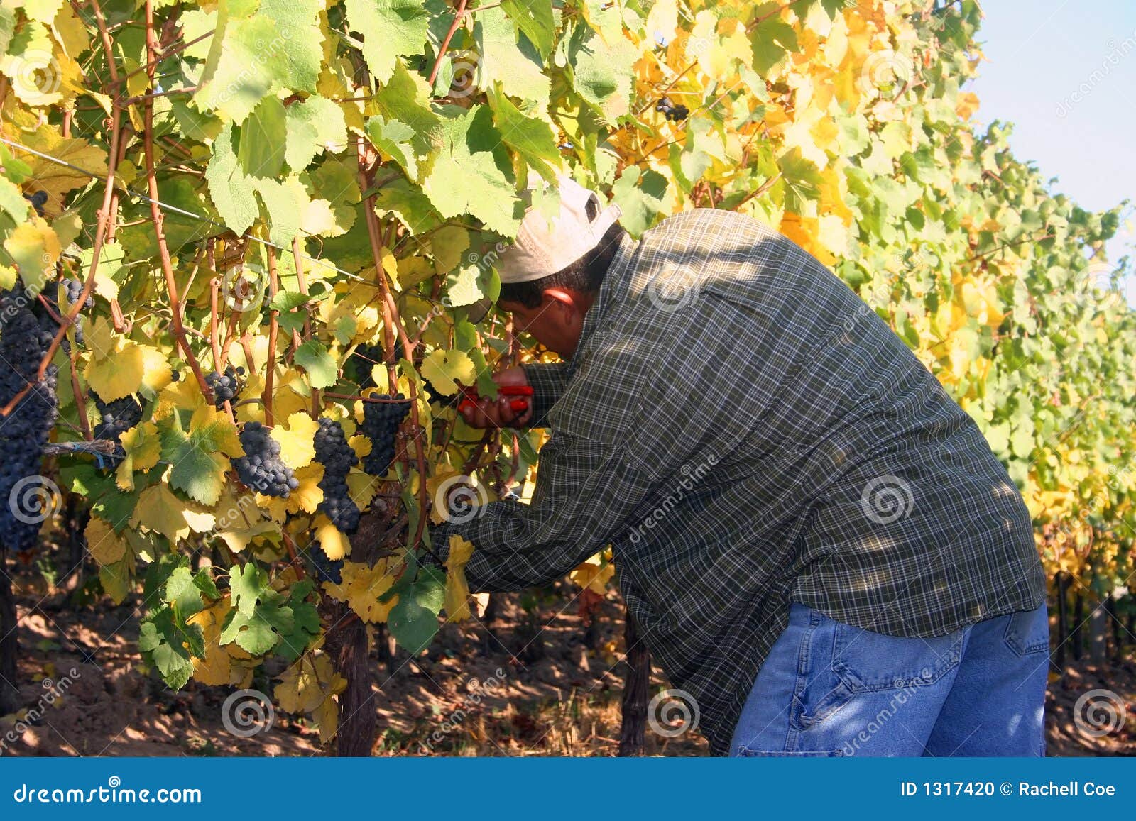 Man Harvesting Grapes stock photo. Image of grape, blue - 1317420
