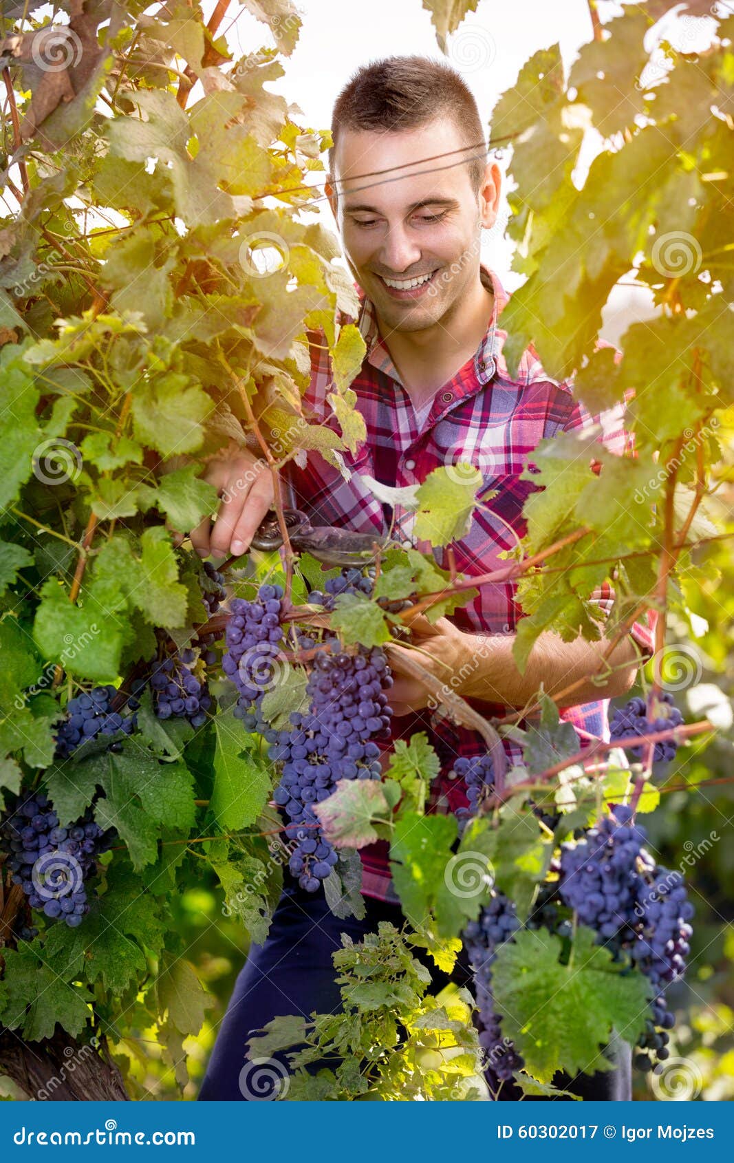 Man harvesting grapes stock image. Image of nature, gold - 60302017