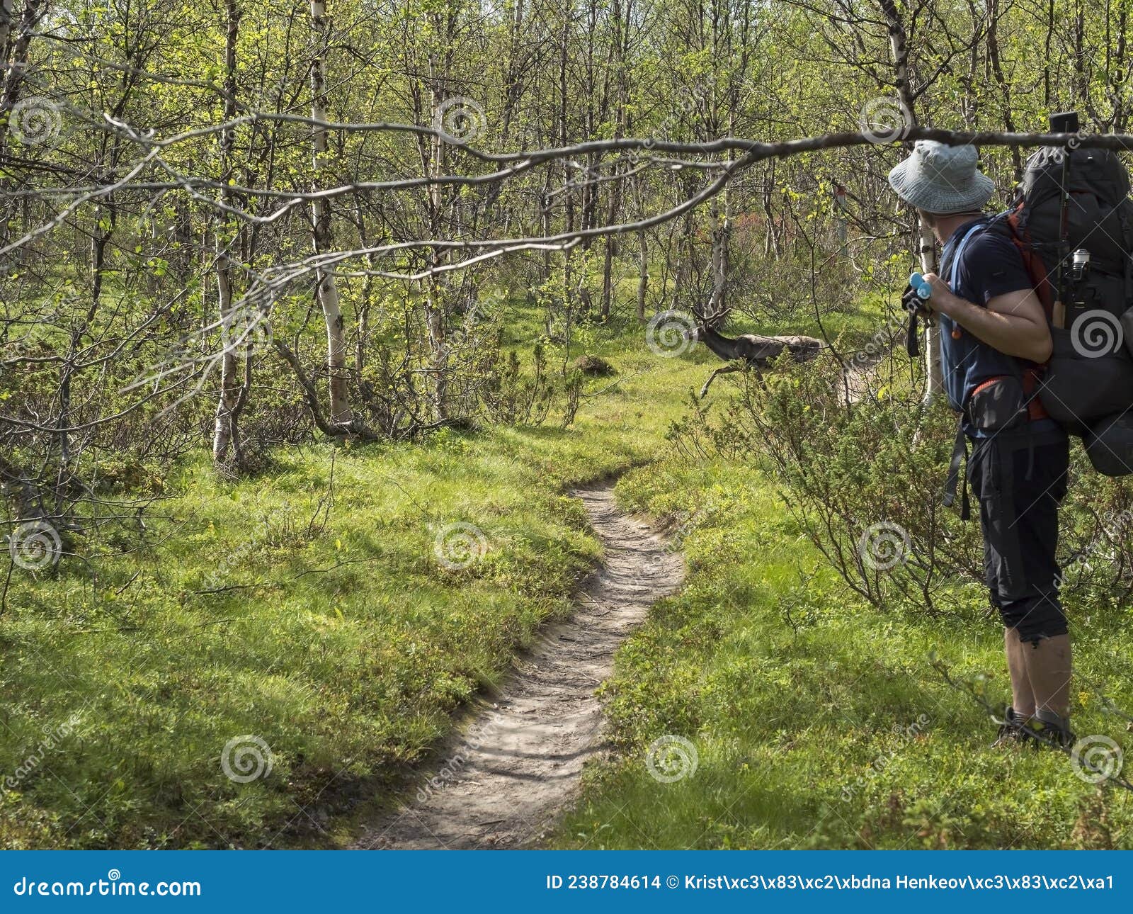 Man Hiker with Backpack and Fishing Rod Watching Reindeer Crossing the  Footpath at Hiking Trail in Birch Tree Forest at Editorial Stock Image -  Image of summer, spring: 238784614