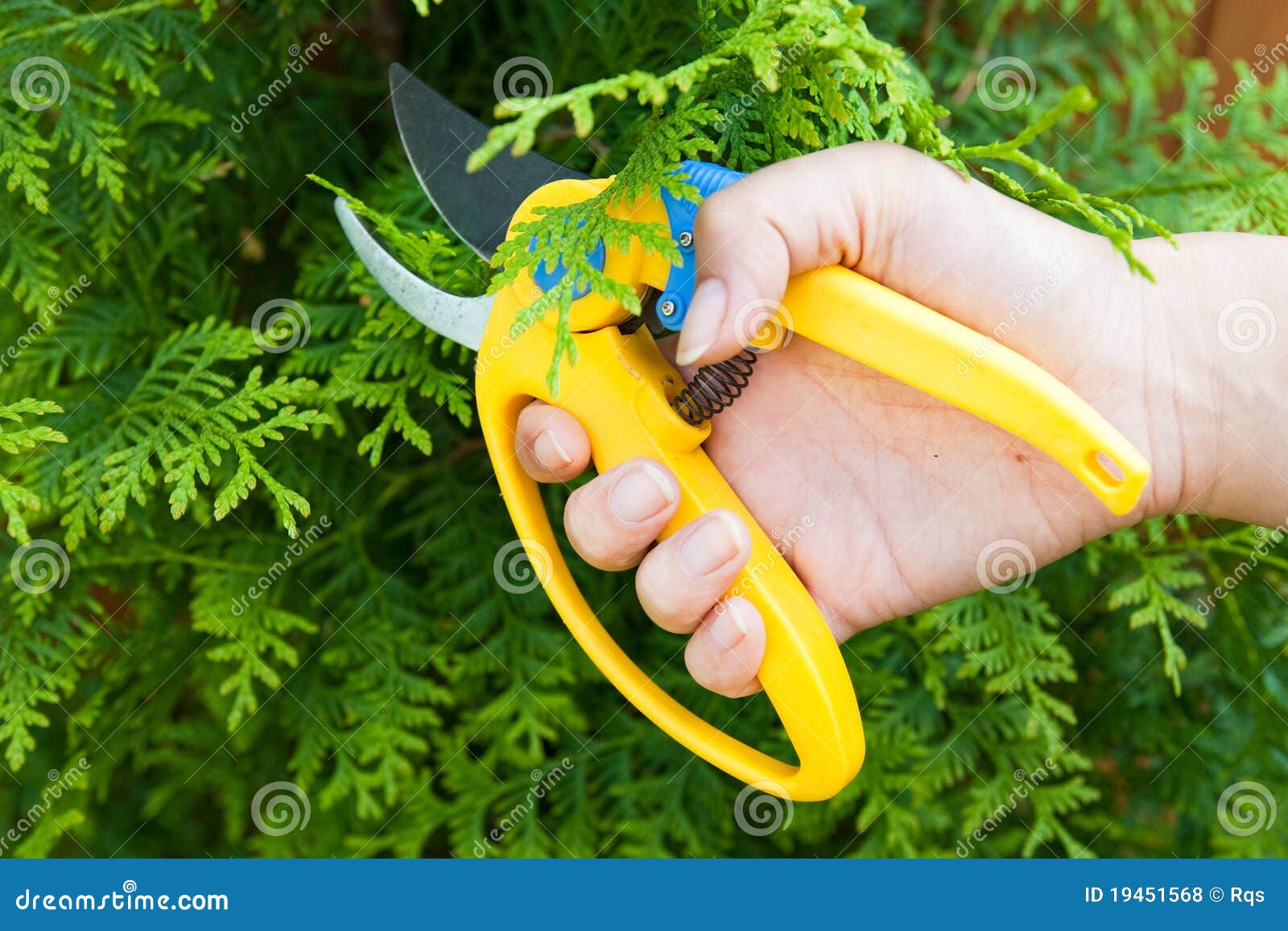 Man Hold in Hand Plastic Garden Clipper Stock Photo Image of plant
