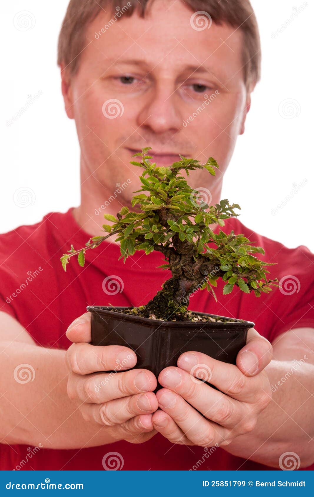 Man is Holding a Bonsai Tree in His Hands Stock Image Image of green