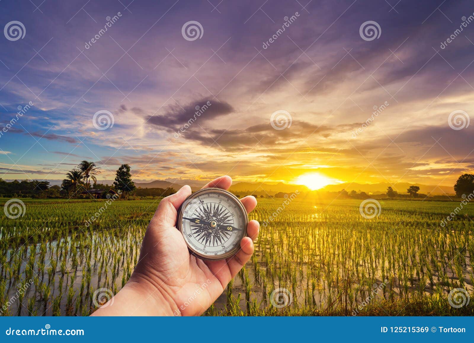 A Man Holding Compass on Hand at Field and Sunset for Navigation Stock