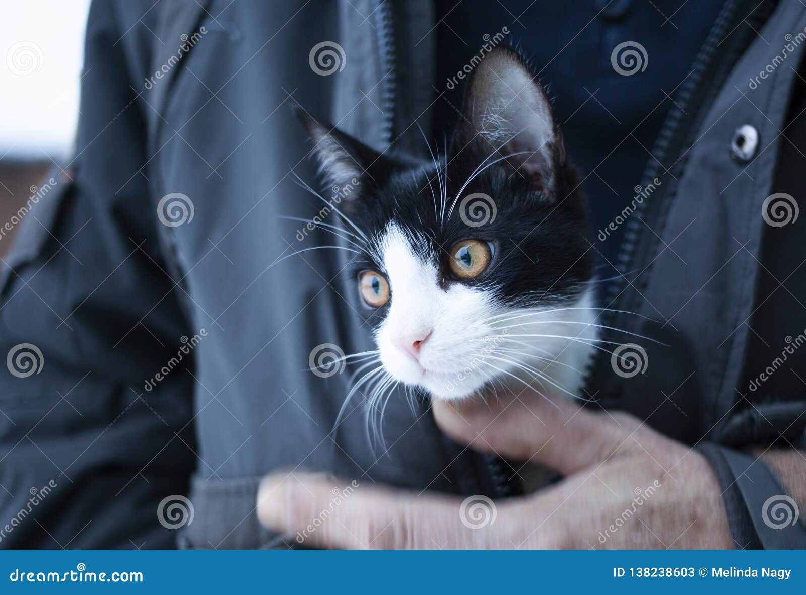 Man Holding Cute Little Cat Under Winter Coat Stock Image - Image