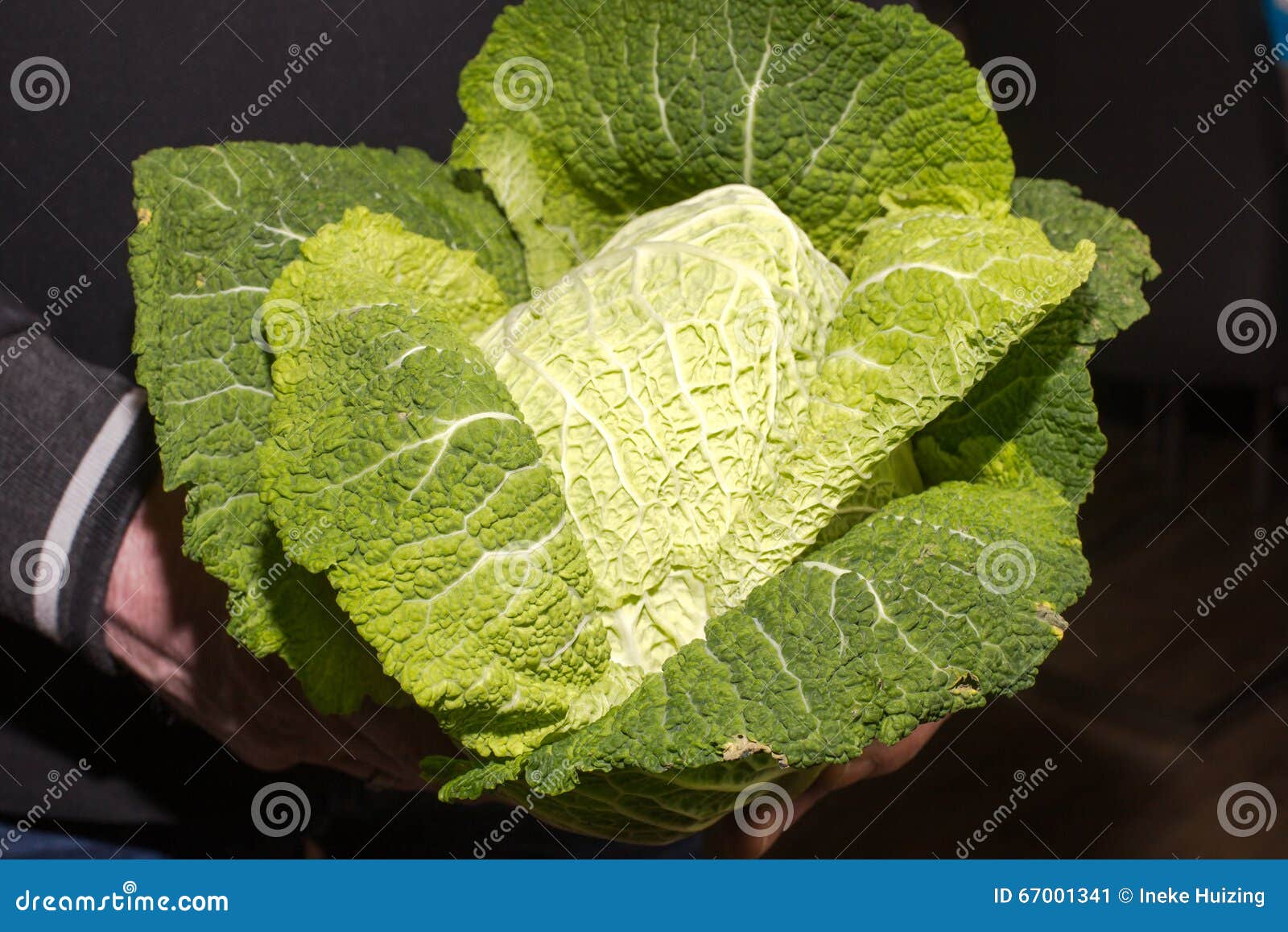 a man holding a green cabbage