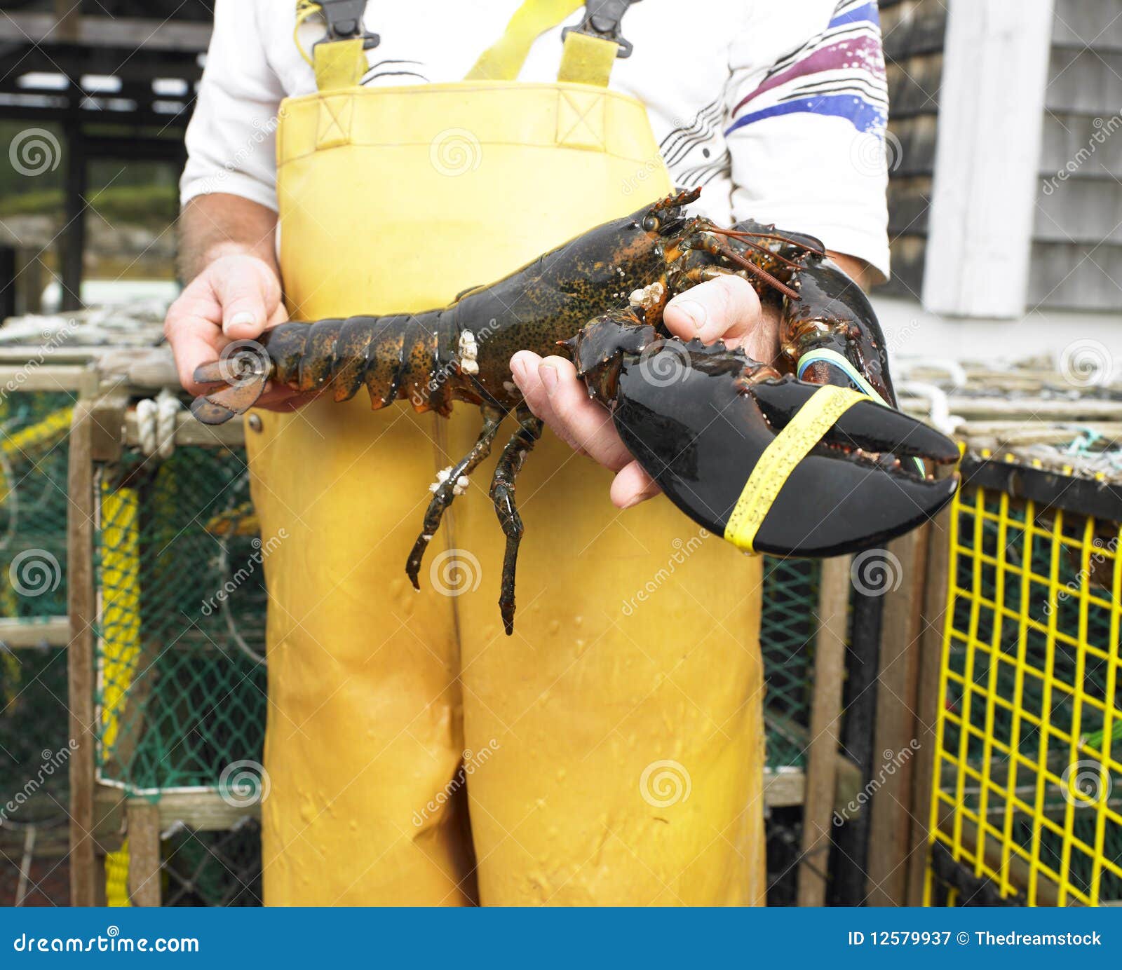 Man Holding Lobster stock image. Image of industry, outside 12579937