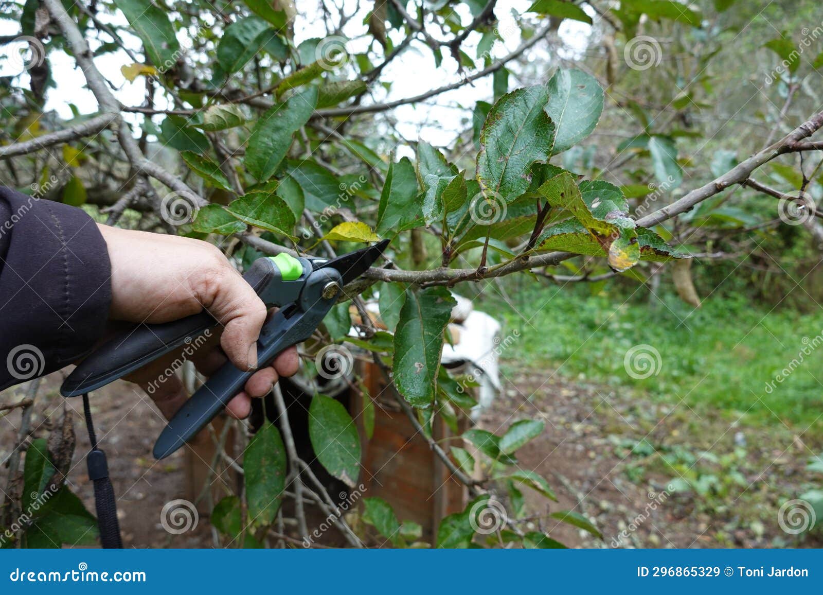 man holding pruning shears for pruning autumn fruit trees. pruning apple tree in fruit orchard