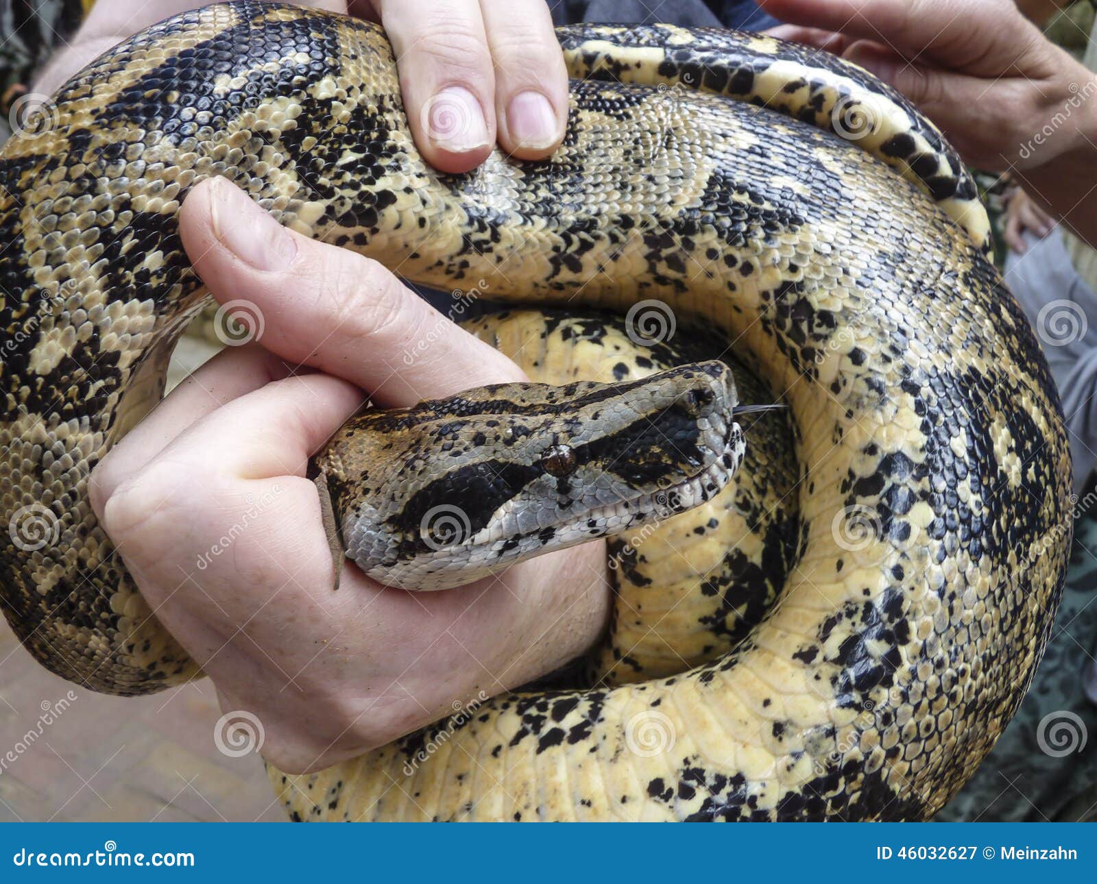 Anaconda Bite Stock Photos - Free & Royalty-Free Stock Photos from  Dreamstime