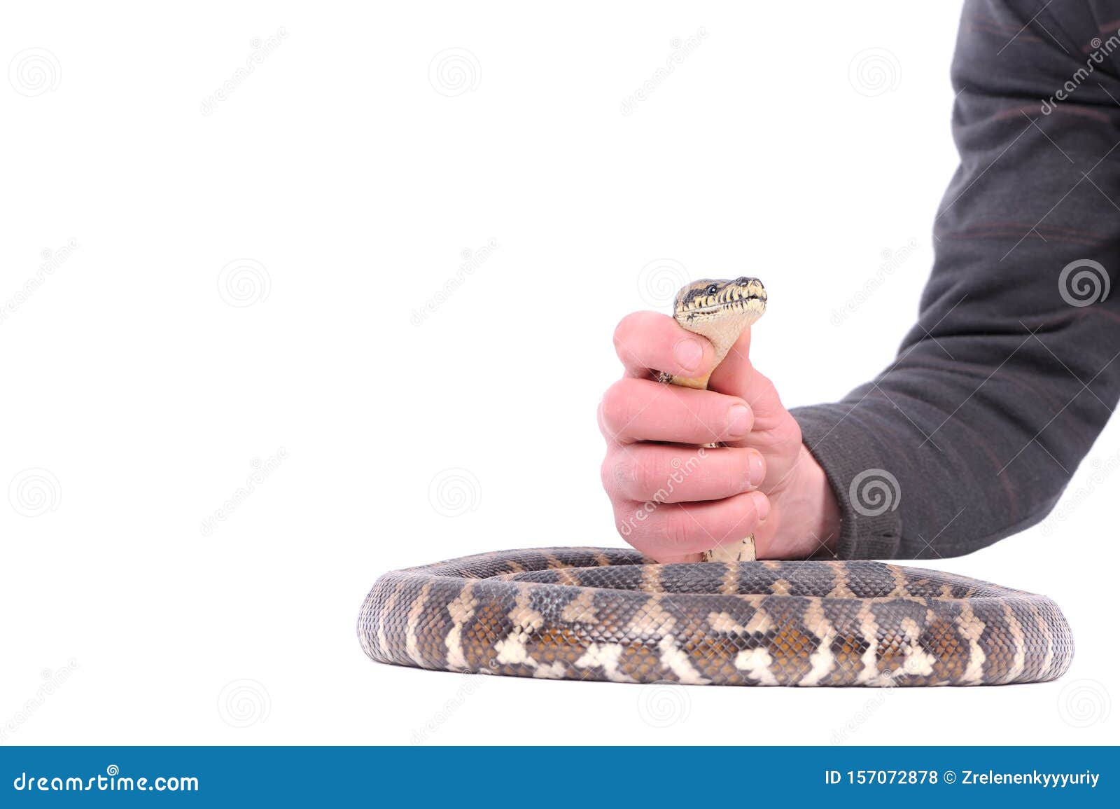Держать змею в руках. Человек держит змею. Человек держит змею в руках.
