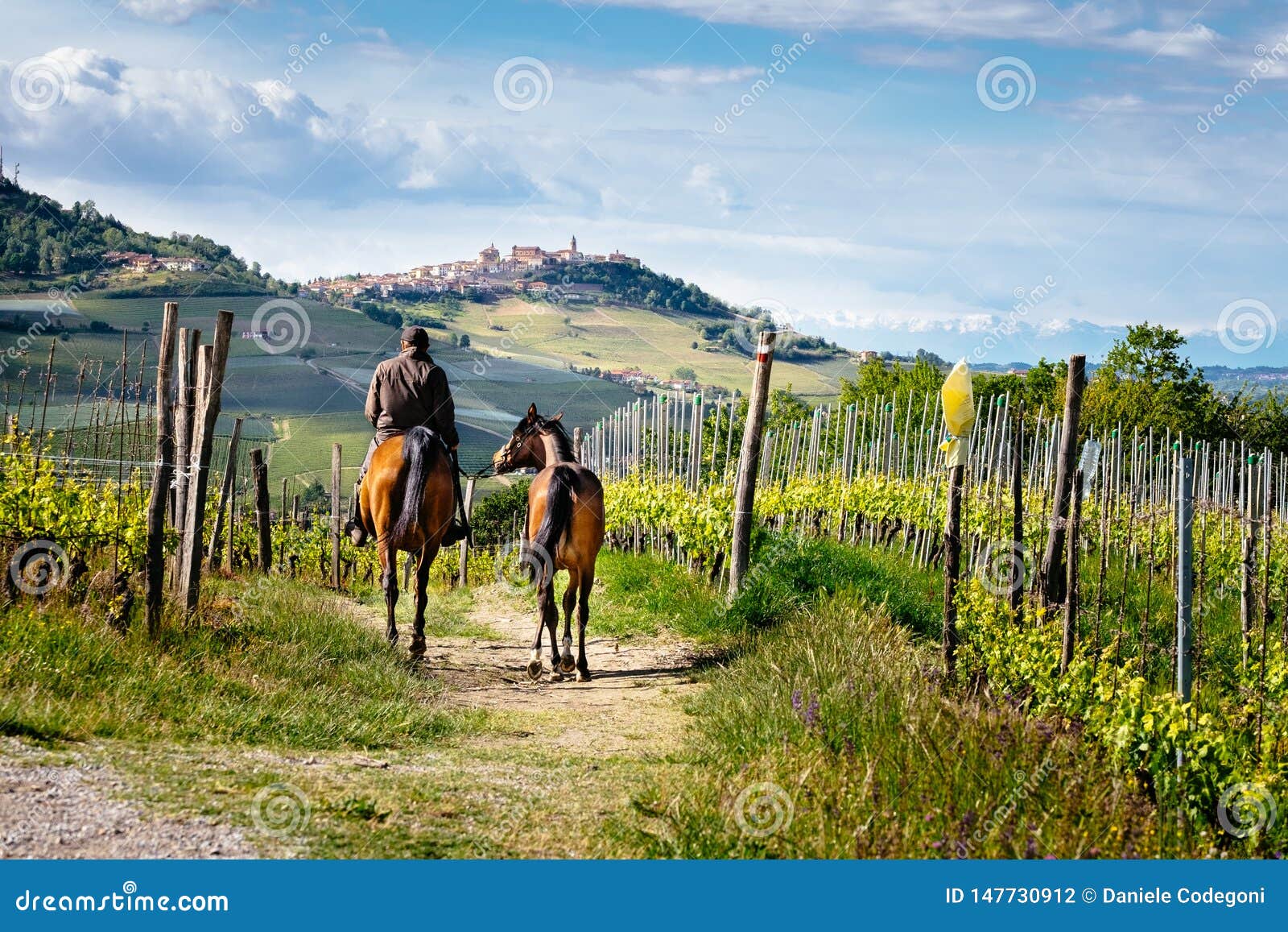 man on a horse rides among beatiful barolo vineyards with la morra village on the top of the hill. trekking pathway. viticulture,