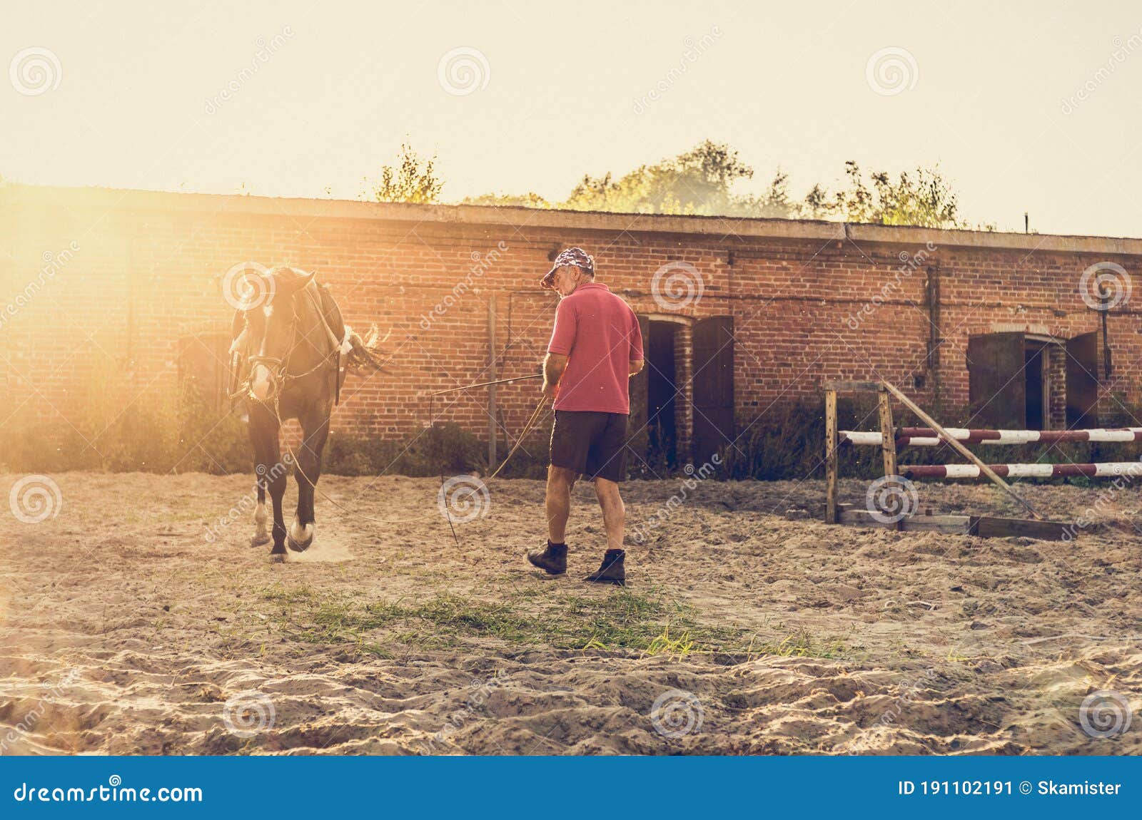 A Man with a Horse during Training in a Corral at Sunset Stock Image
