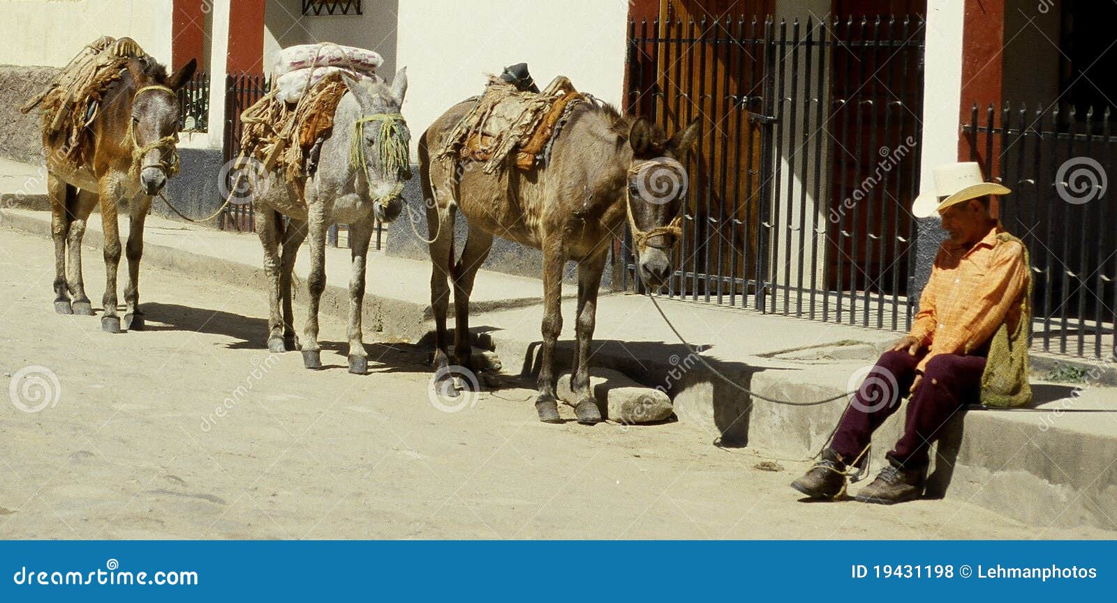 Man Leading Mules in Honduras Editorial Stock Photo Image of agriculture, lifestyle 19431198