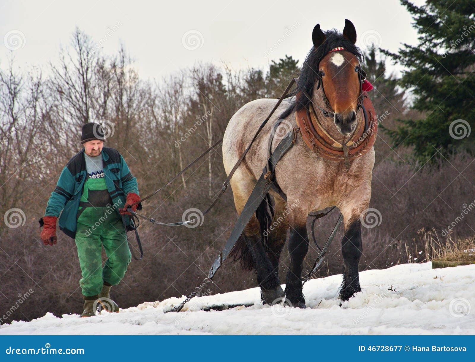 Man Leads the Working Horse in the Snow Editorial Photography Image