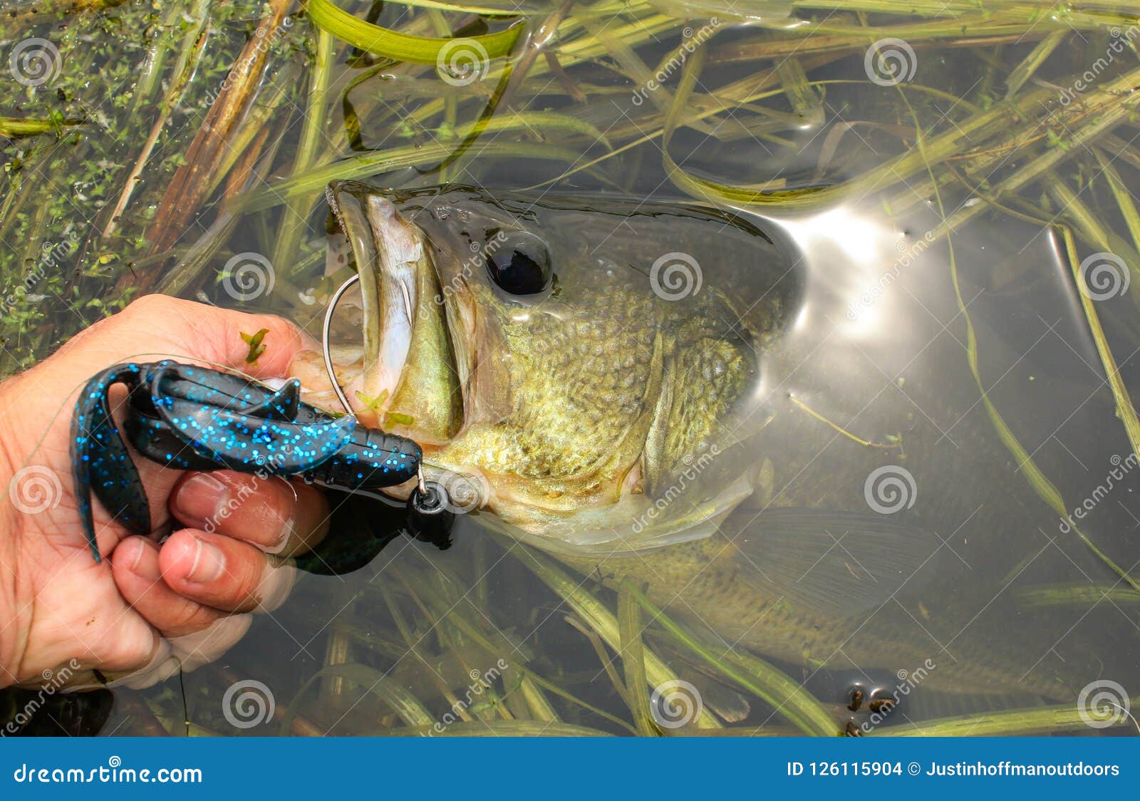 Man Lips Large Mouth Bass Caught on Plastic Lure Stock Photo - Image of  horizontal, large: 126115904
