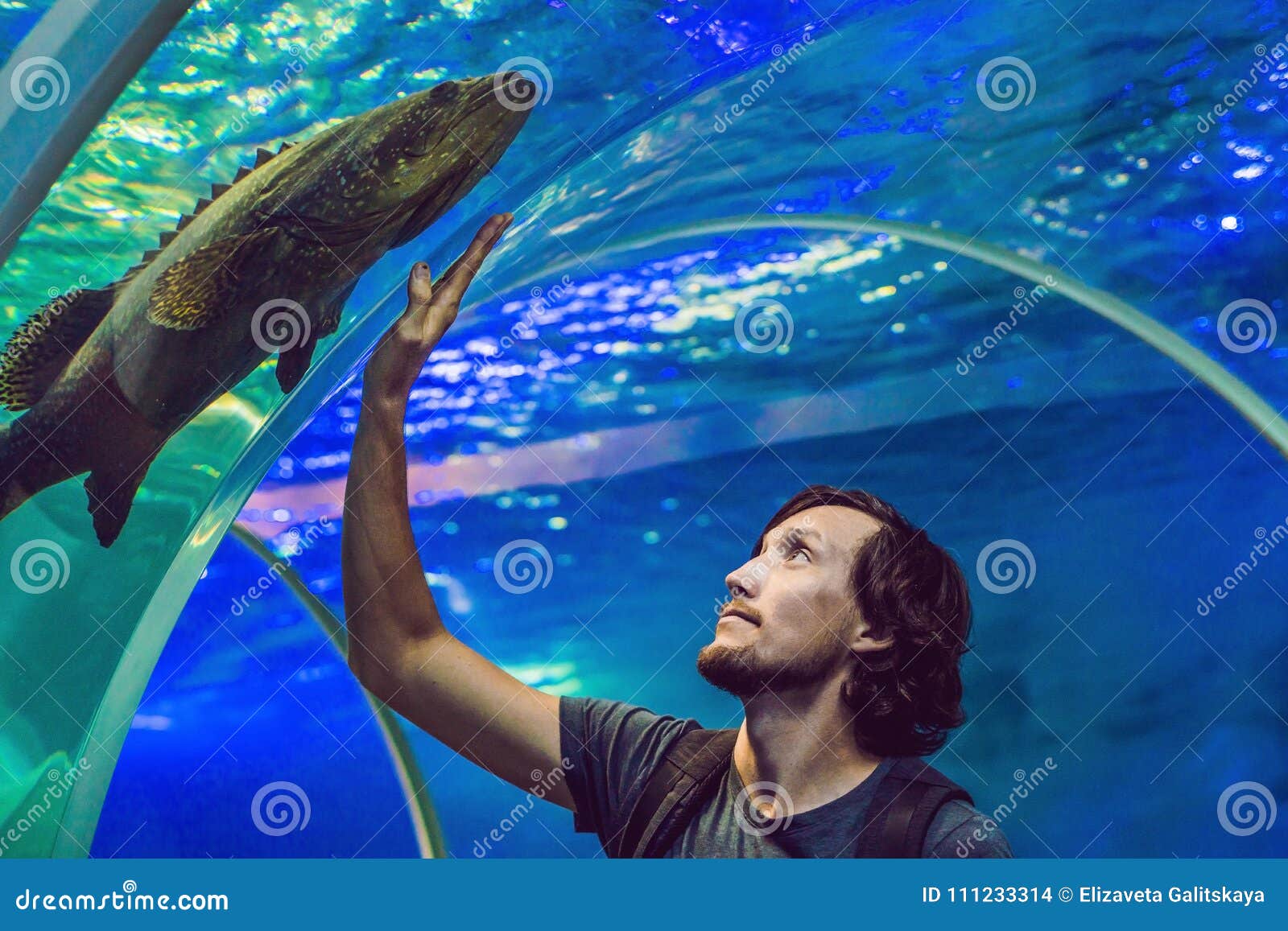 Man Looks at the Fish in the Aquarium Stock Photo Image of blue