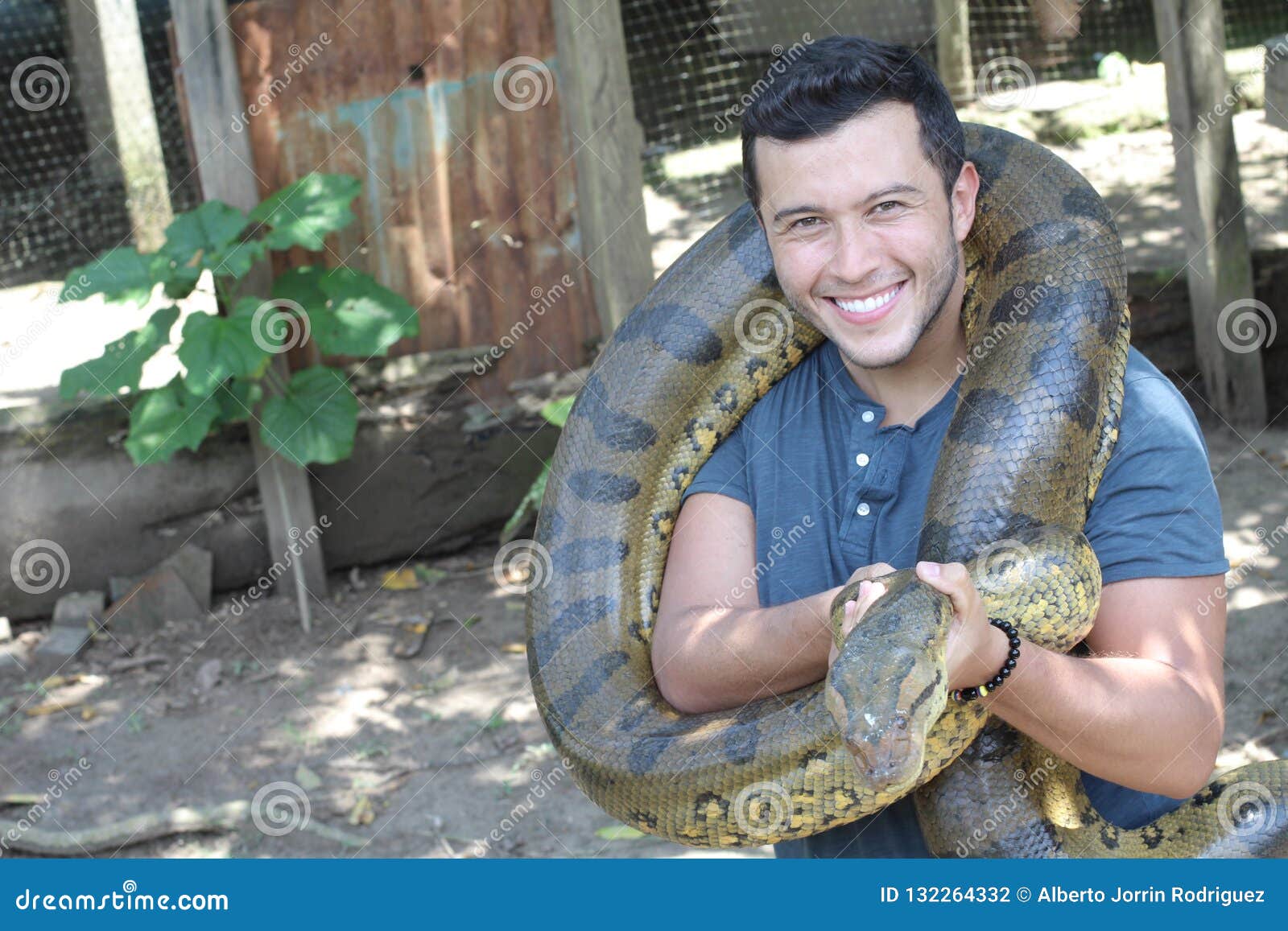 Man Loving His Anaconda Stock Photo Image of love, animal