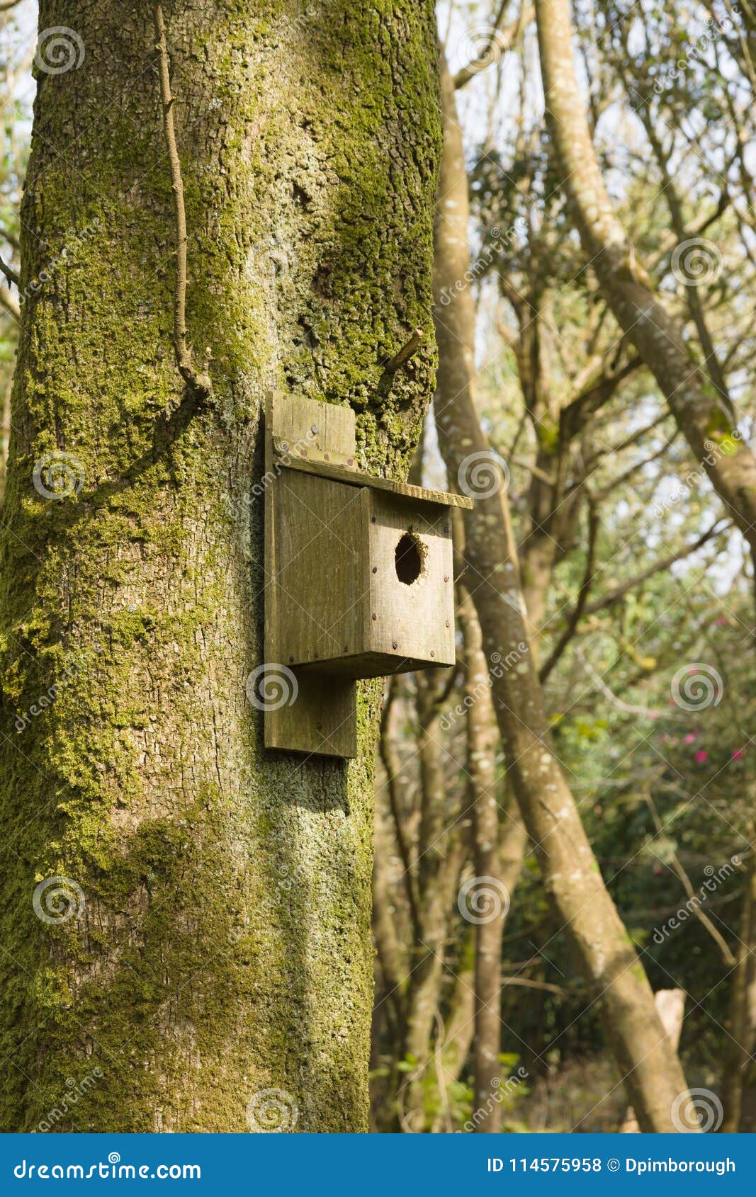 Nesting Box stock photo. Image of outdoors, great, british - 114575958