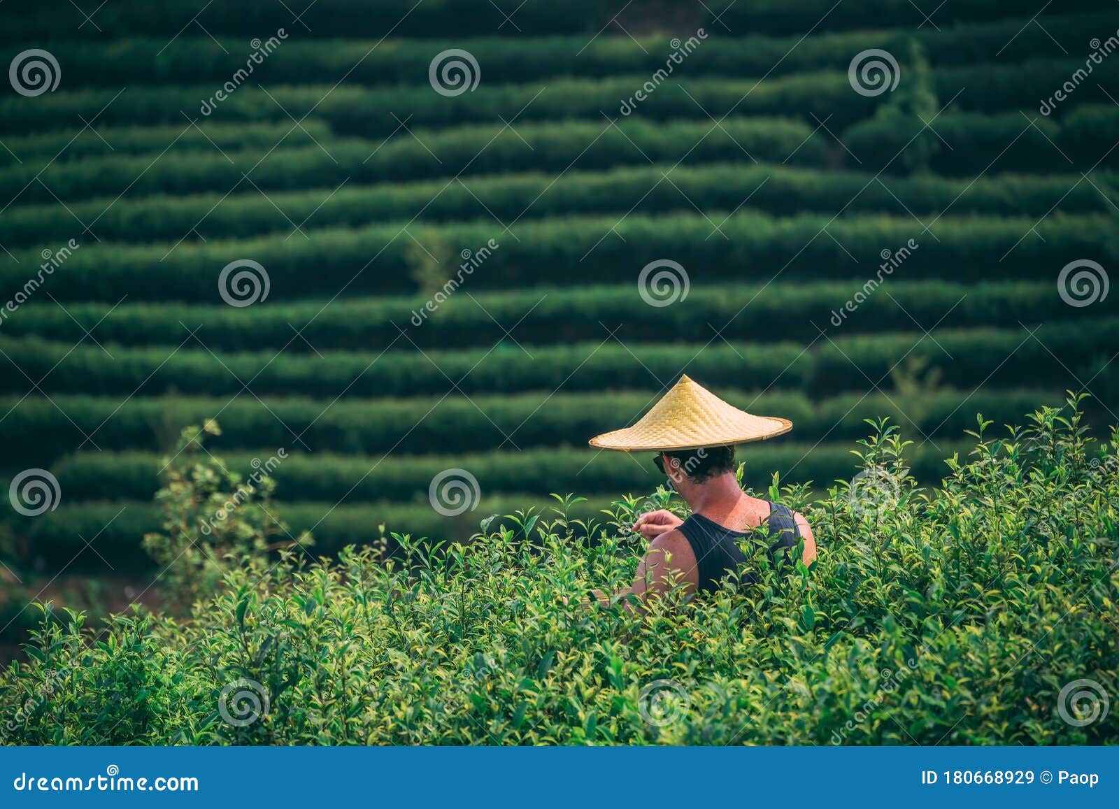 Man Met Een Traditionele Chinese Aziatische Hoed Die Thee Verzamelt Op Een  Plantage Redactionele Stock Afbeelding - Image of mannetje, heuvel:  180668929