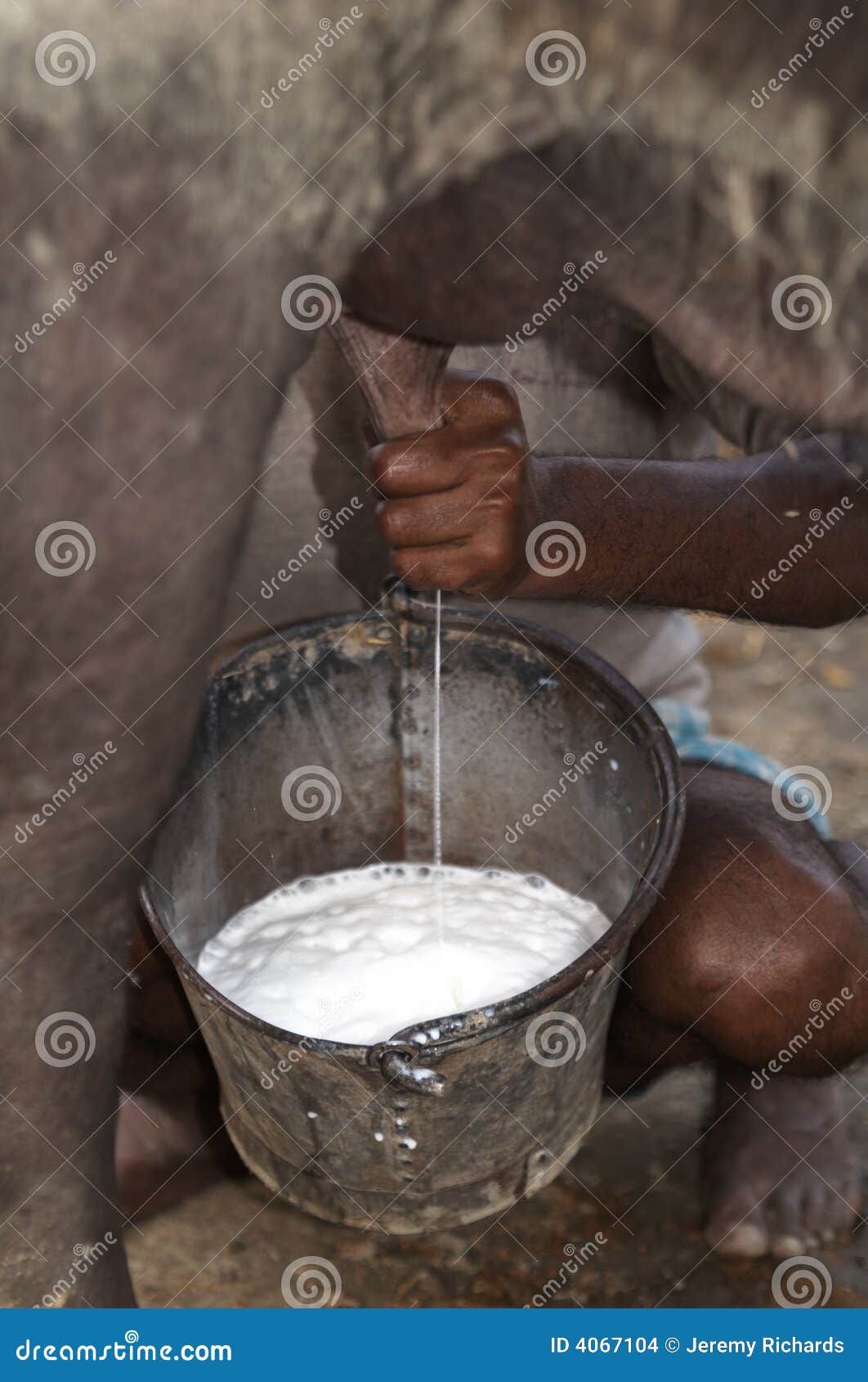 for milk machine photo. of india, Man bucket Image Milking stock a Buffalo