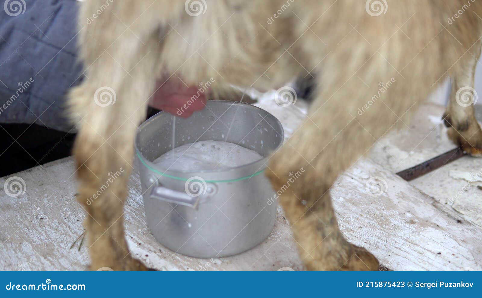 a man milks the udder of a beige goat. close-up of fresh goat milk froths in a saucepan