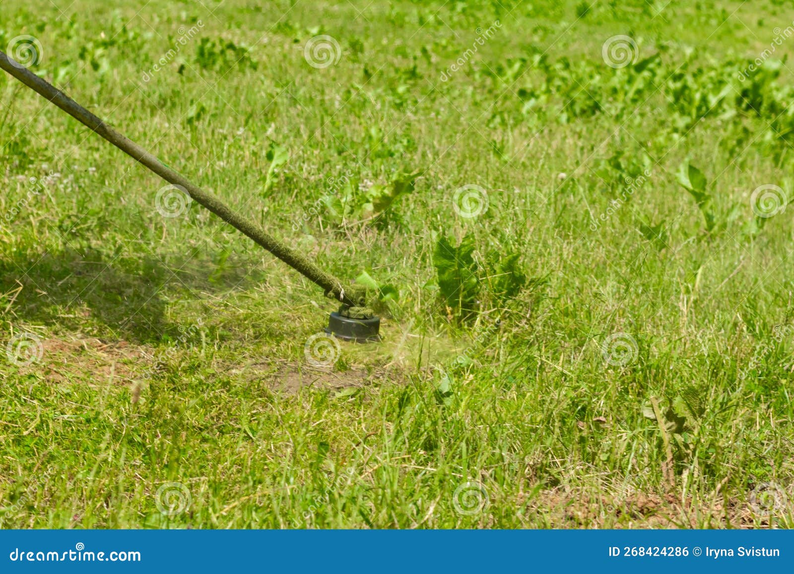 Man Mows a Grass by Means of a Manual Lawnmower Stock Photo Image of cutter, yard 268424286