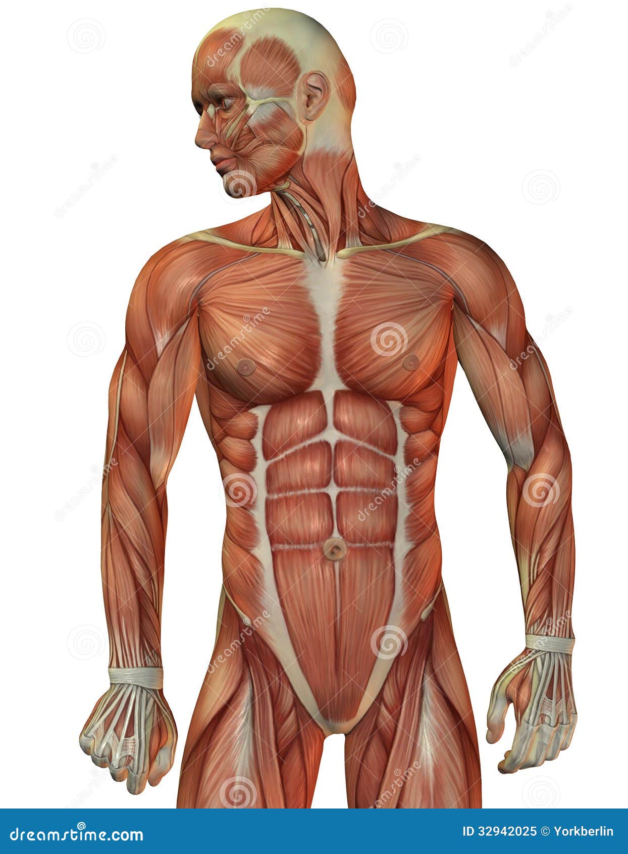 Man Muscle Structure Front View Stock Illustration Illustration 32942025
