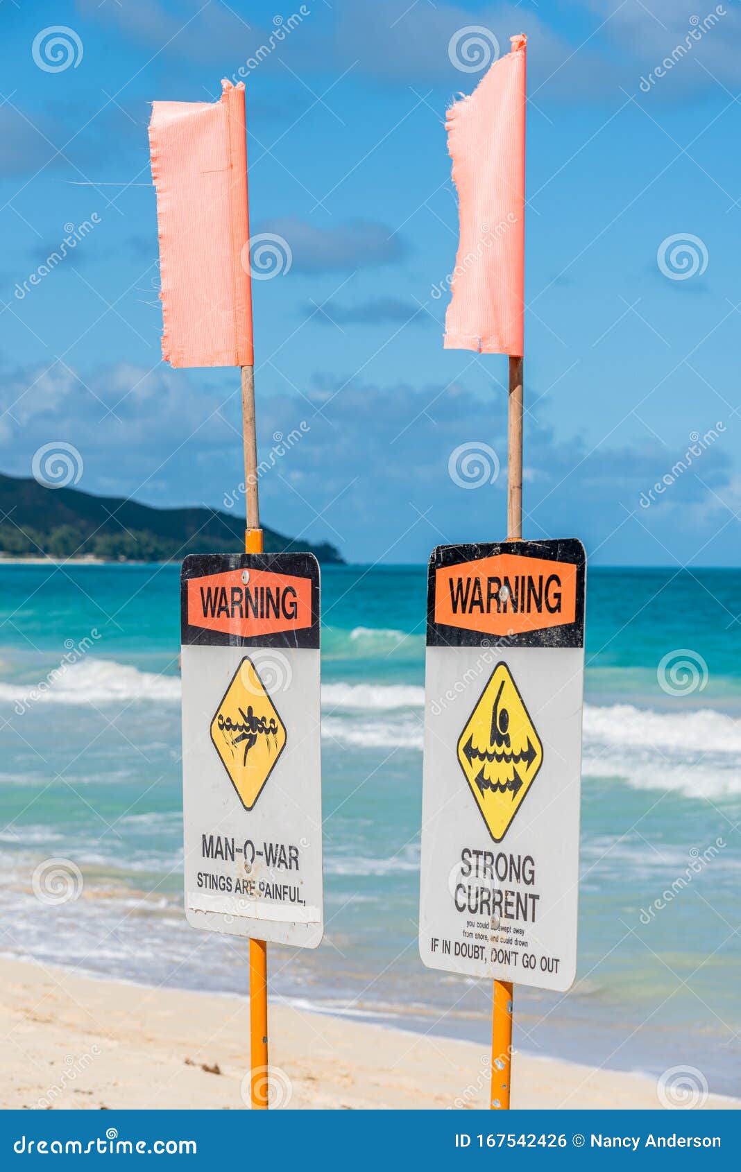 Portuguese ManoWar On Waimanalo Beach In Hawaii RoyaltyFree Stock