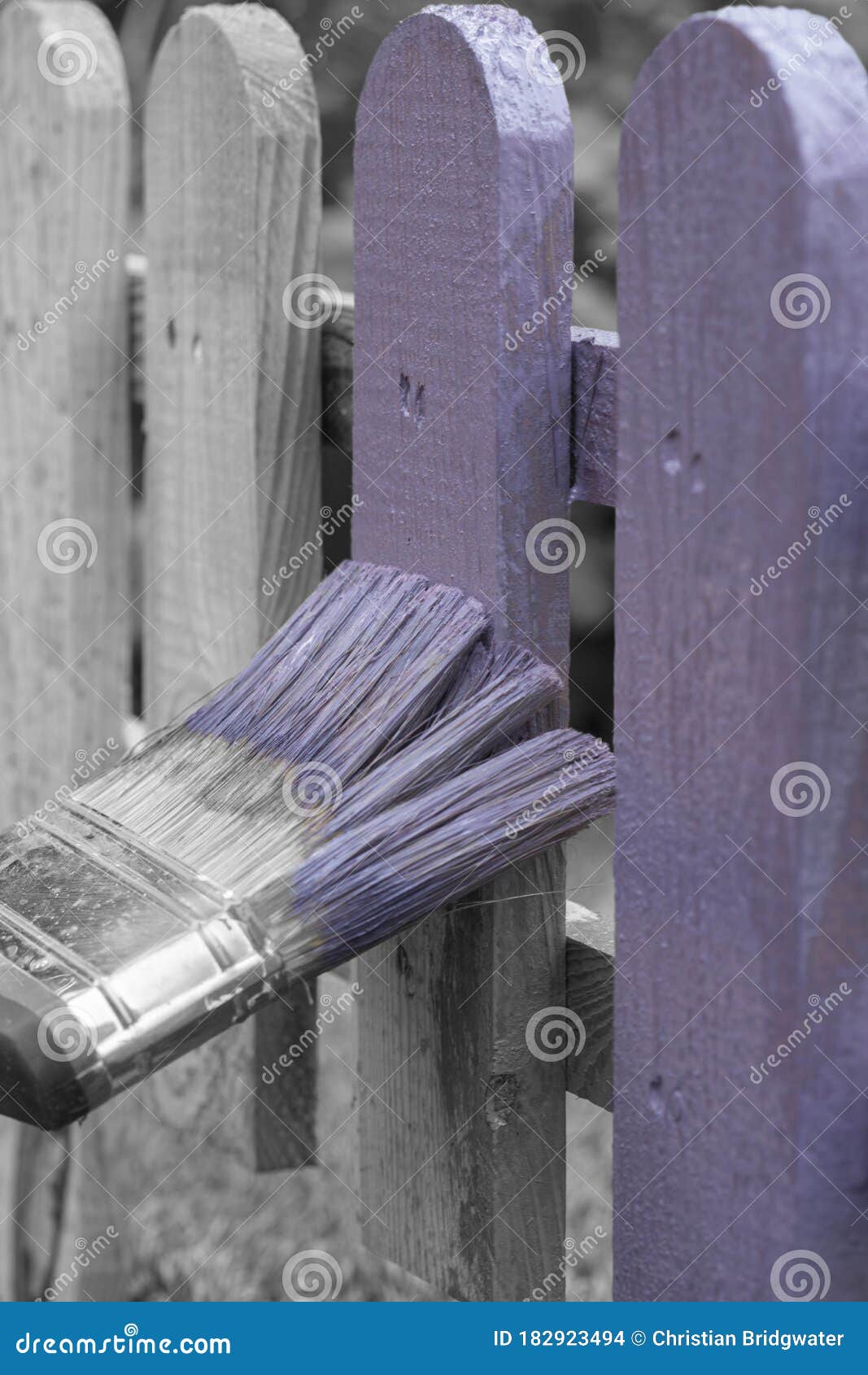 Man Painting a Wooden Picket Fence with Purple Wood Stain and Brush in a  Garden. Stock Photo - Image of natural, nailed: 182923494