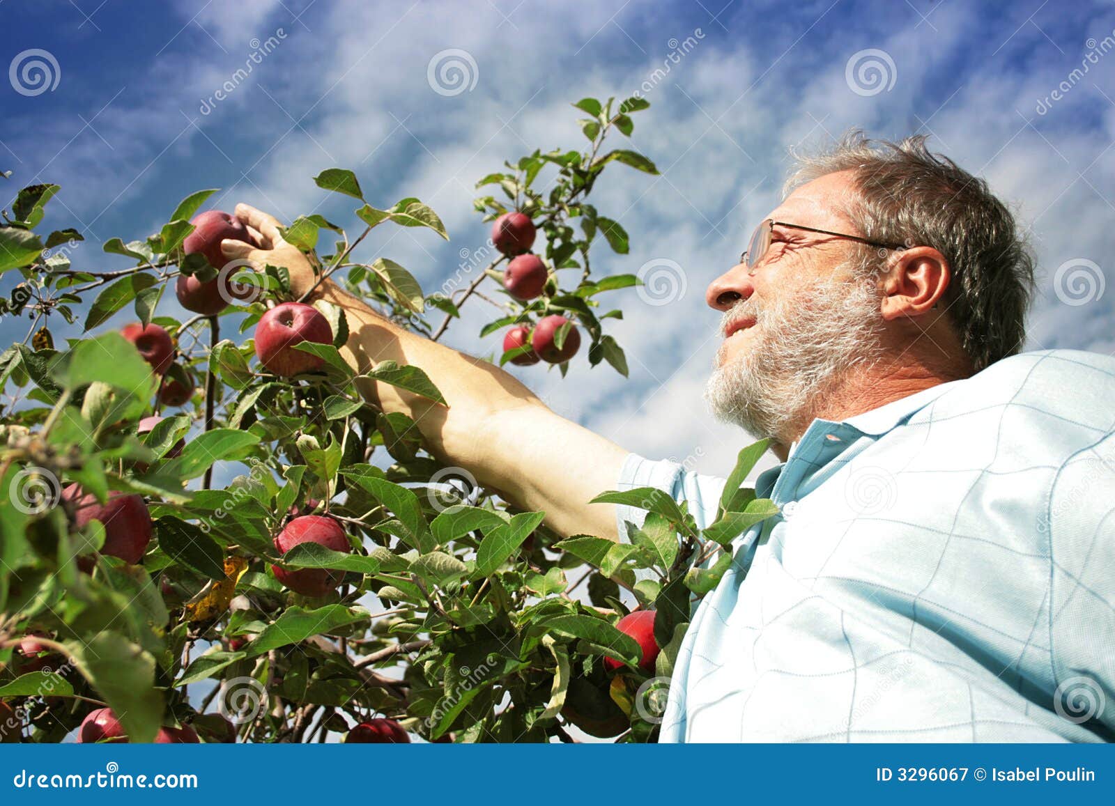 man picking apple in orchard