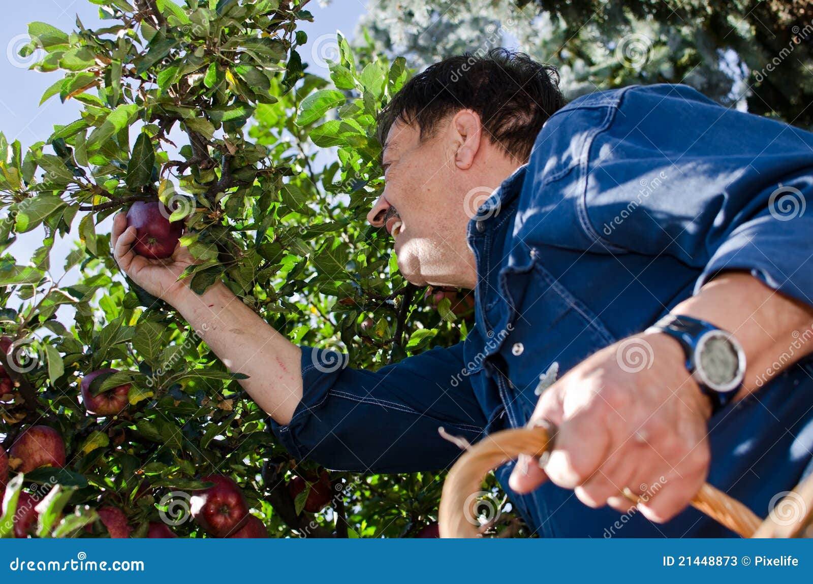 man picking apples