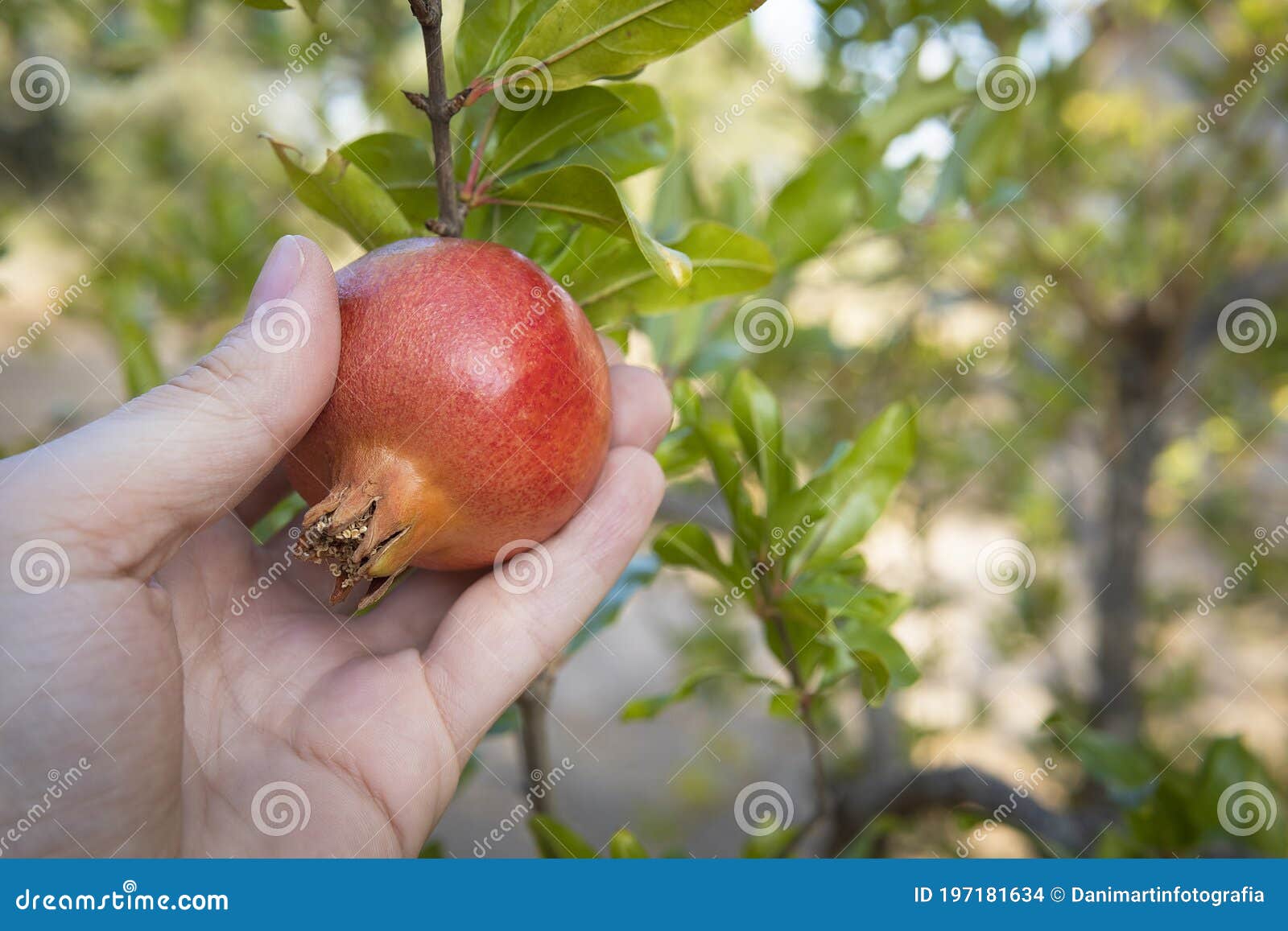 https://thumbs.dreamstime.com/z/man-picking-ripe-fruit-pomegranate-man-picking-ripe-fruit-pomegranate-tree-garden-closeup-197181634.jpg