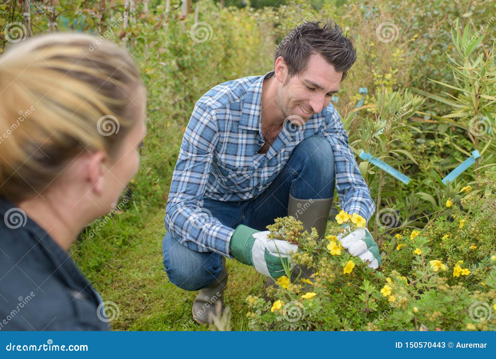 Man picking wild flowers stock image. Image of inspect 150570443