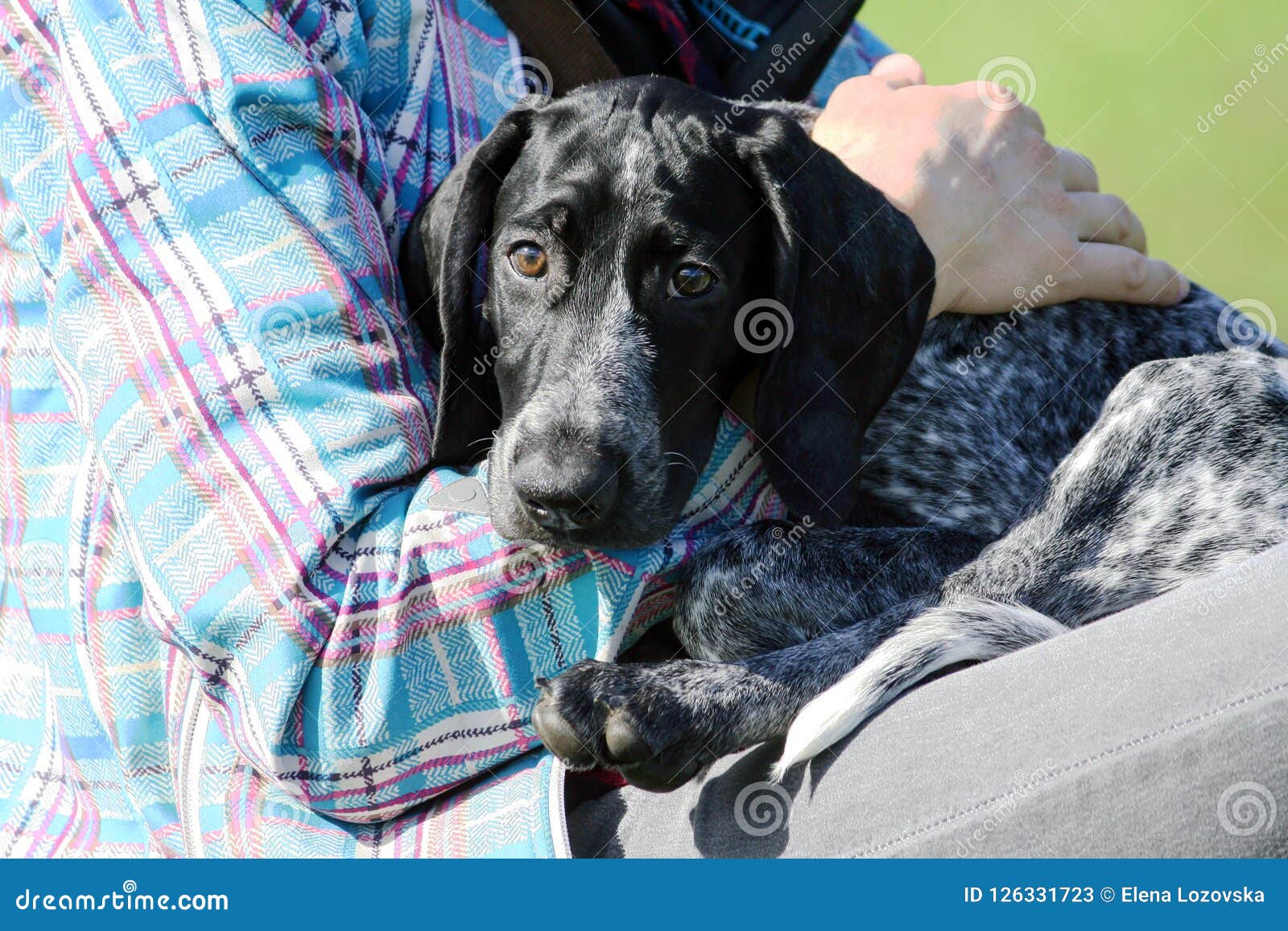 Man In A Plaid Blue Jacket Is Holding A Small Black Puppy German