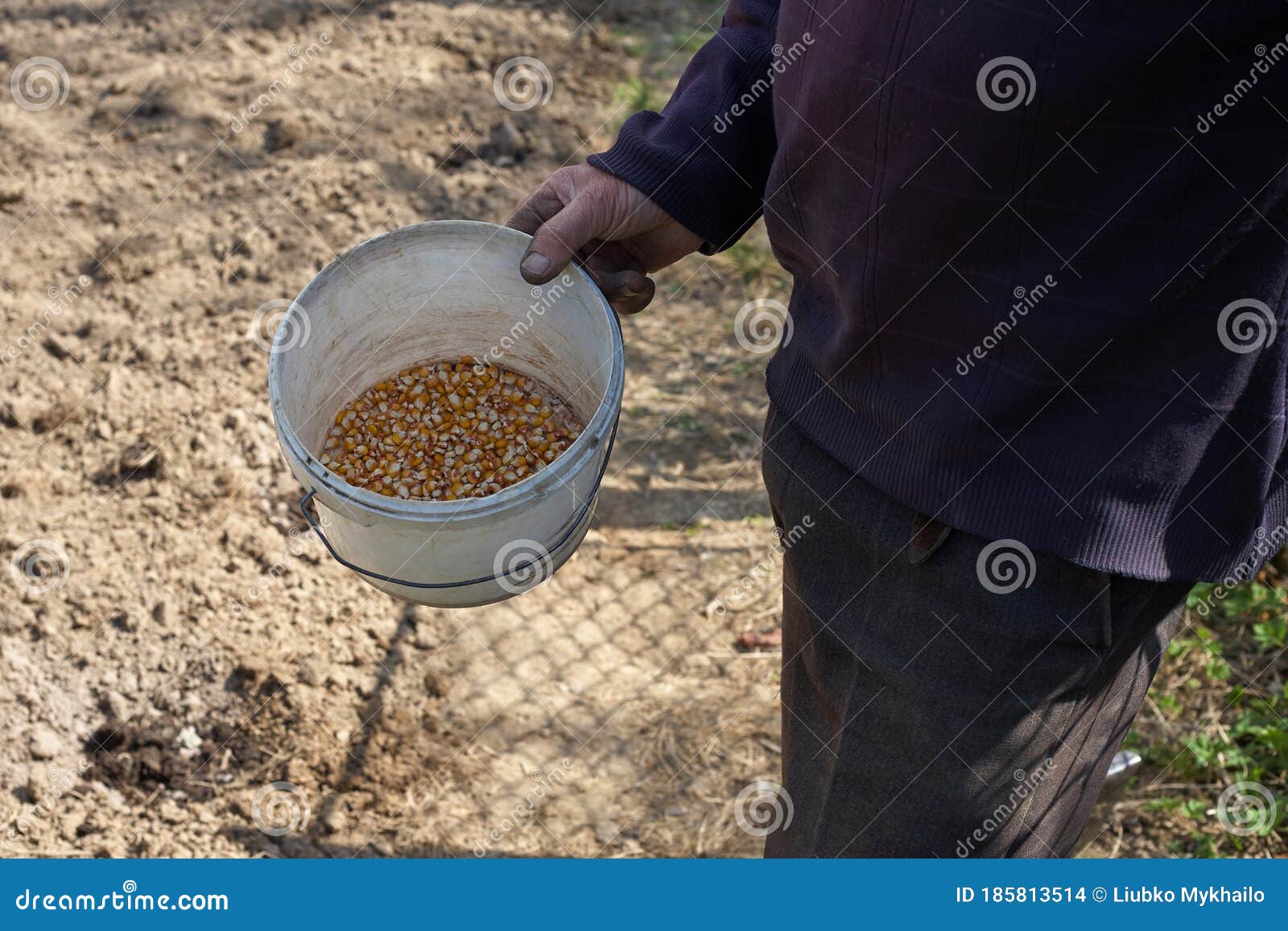 A Man is Planting Corn. a Man Holds a Bucket in Which There are Corn